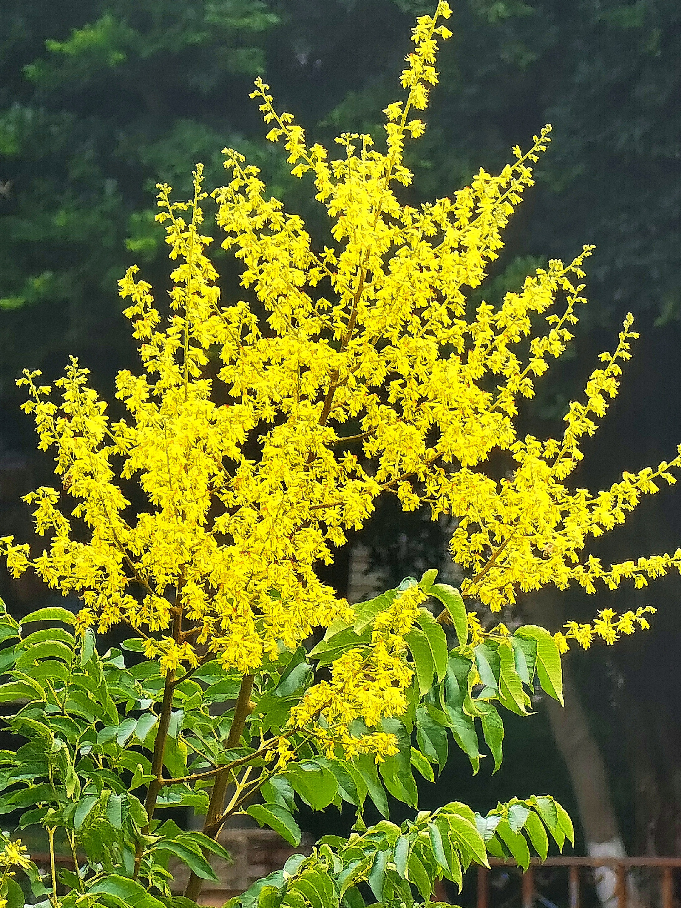 发现一件有意思的事情,别名为"迎秋花"的栾树花,与别名为"迎春花"的黄