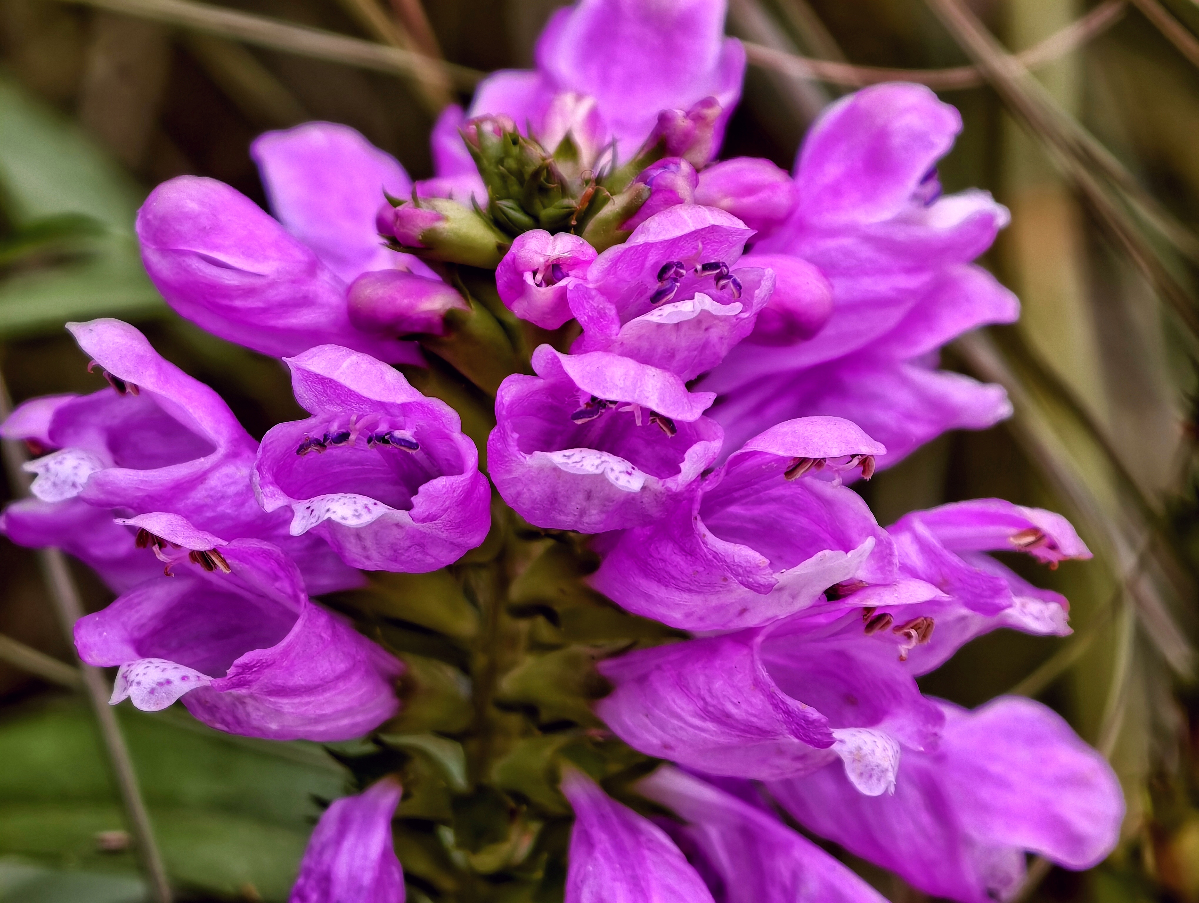 二月二,龙抬头,祥龙昂首春润九州