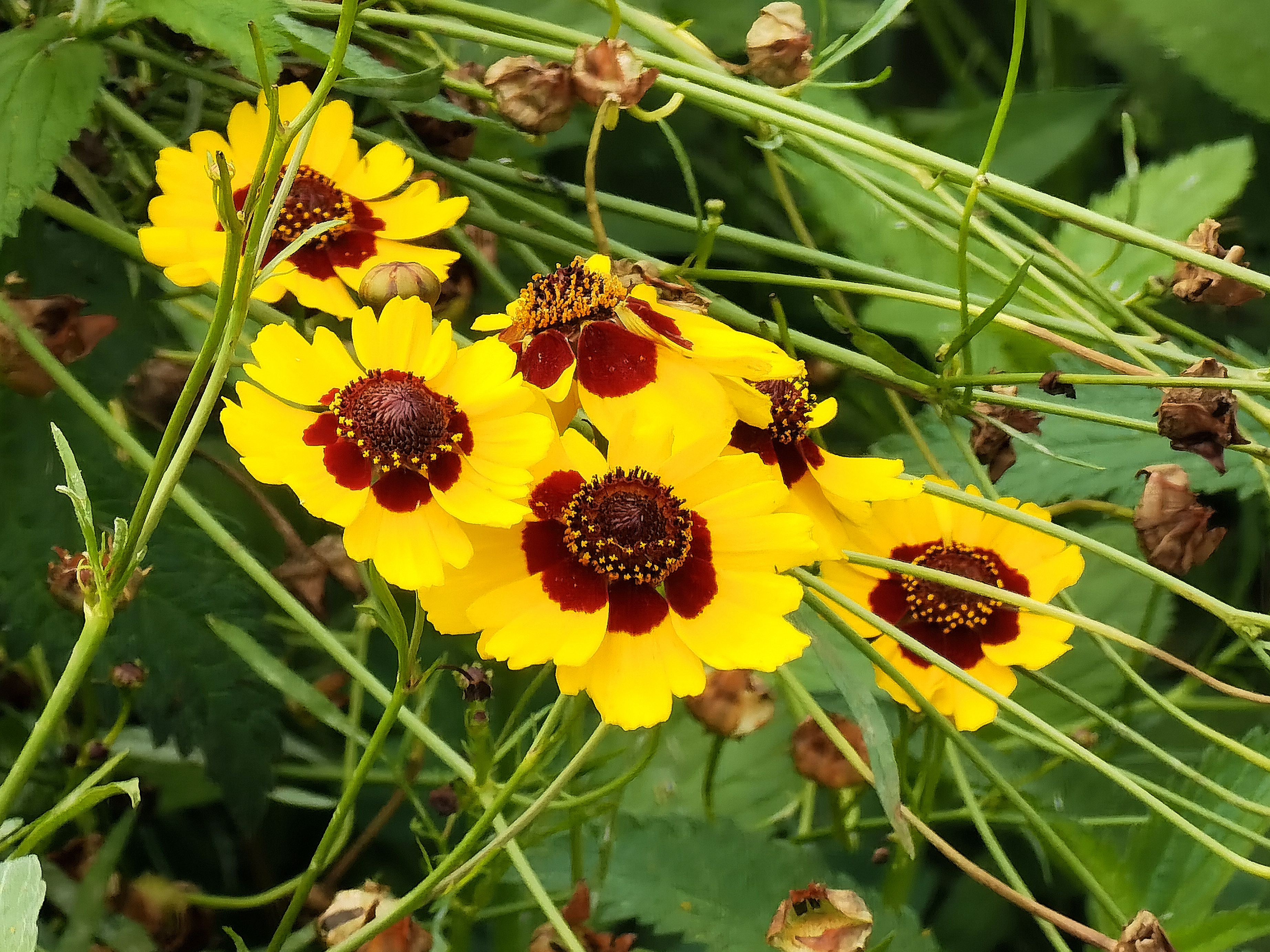 在佳丽如云的菊科群姝里,"两色金鸡菊"属于那类超带感的菊美人系列