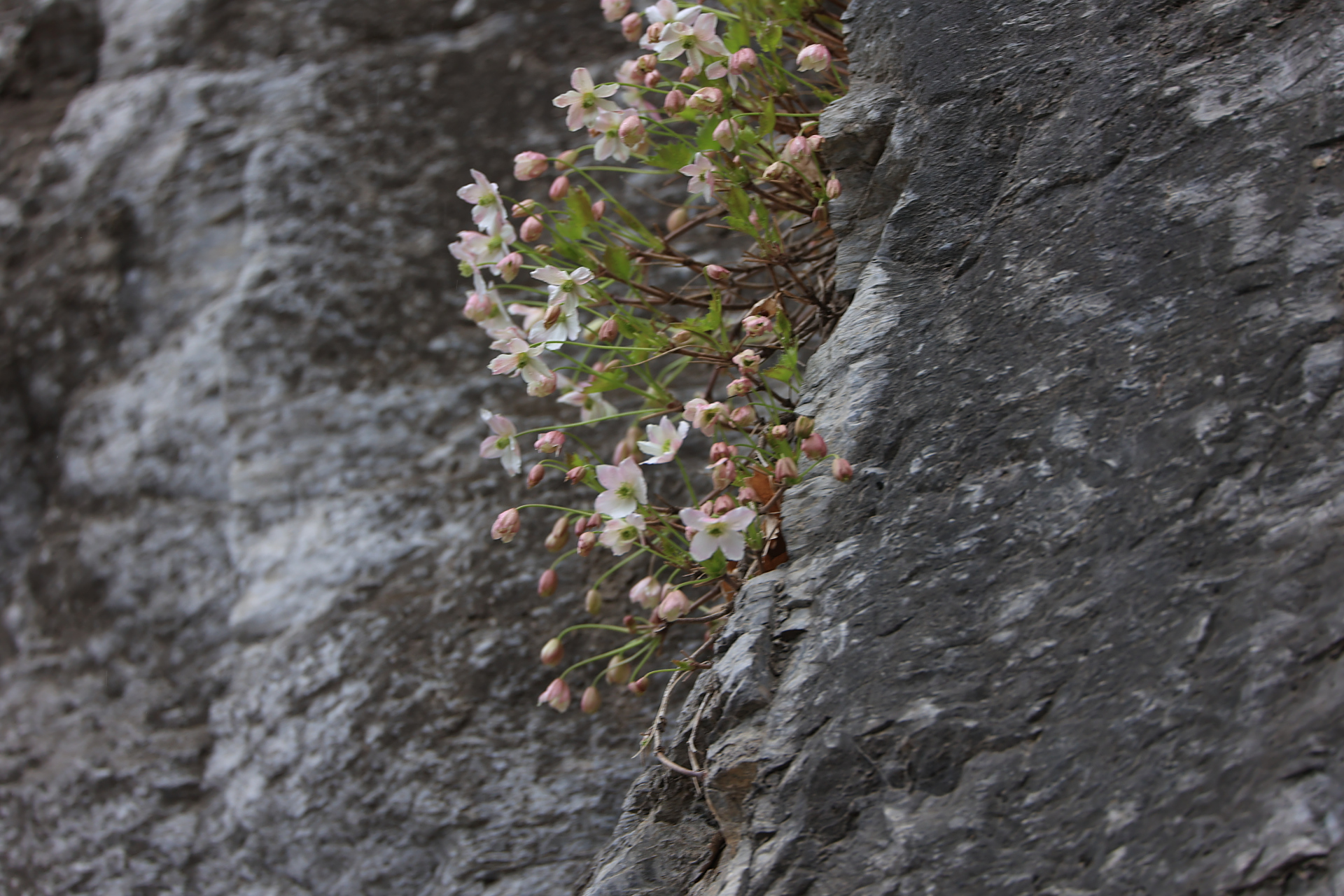 悬崖上的精灵:北京市一级保护植物_槭叶铁线莲