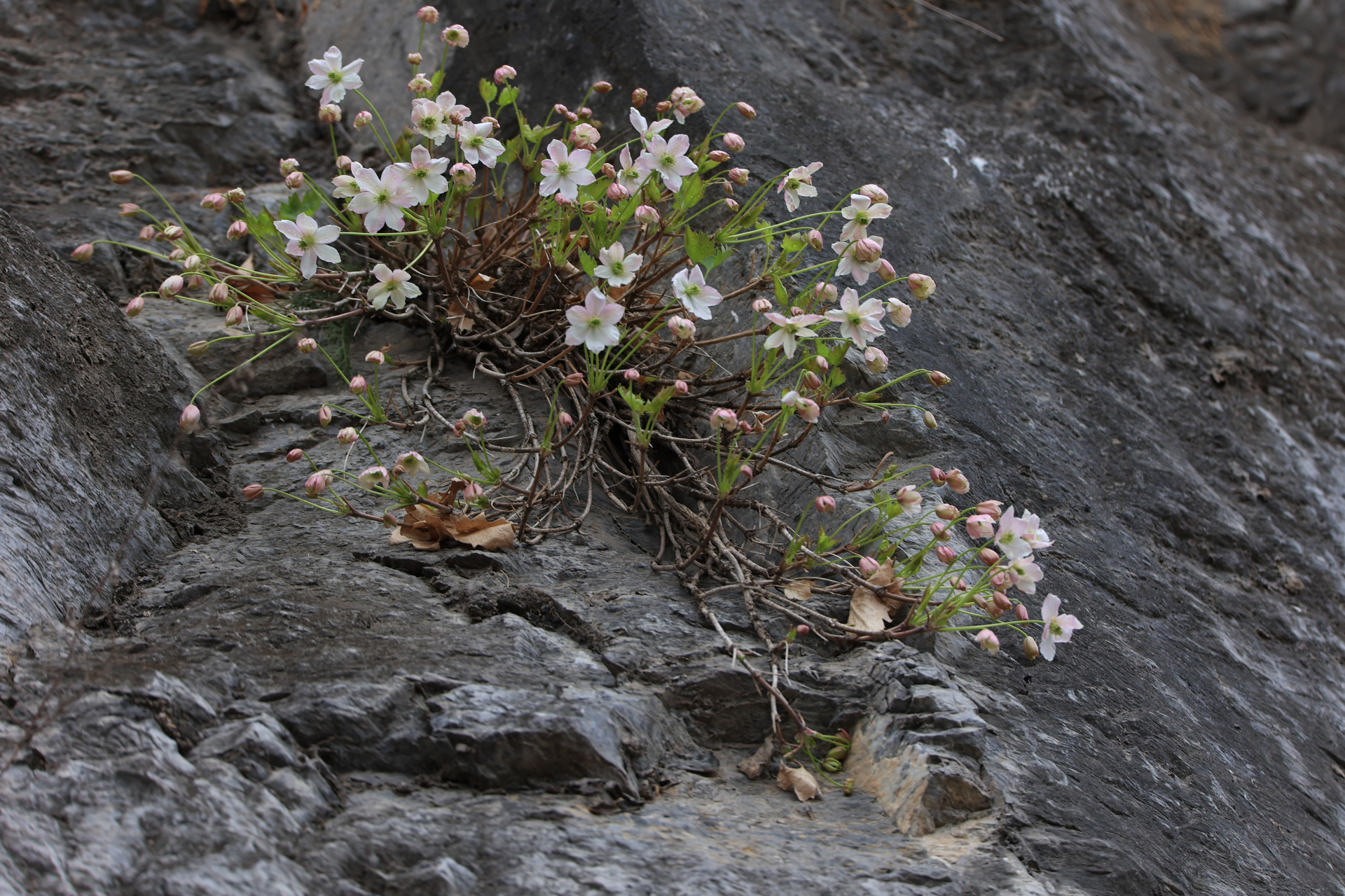 悬崖上的精灵:北京市一级保护植物_槭叶铁线莲