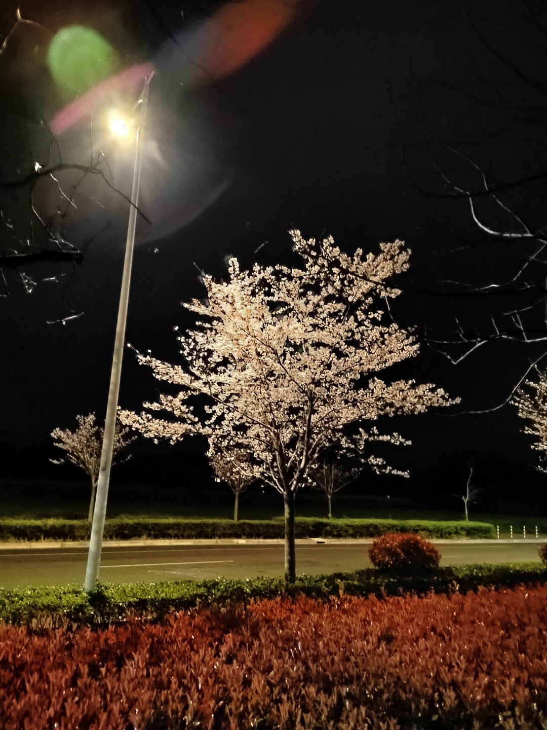 白色的樱花与深蓝色的天空形成绝美的画面,宛如仙境.