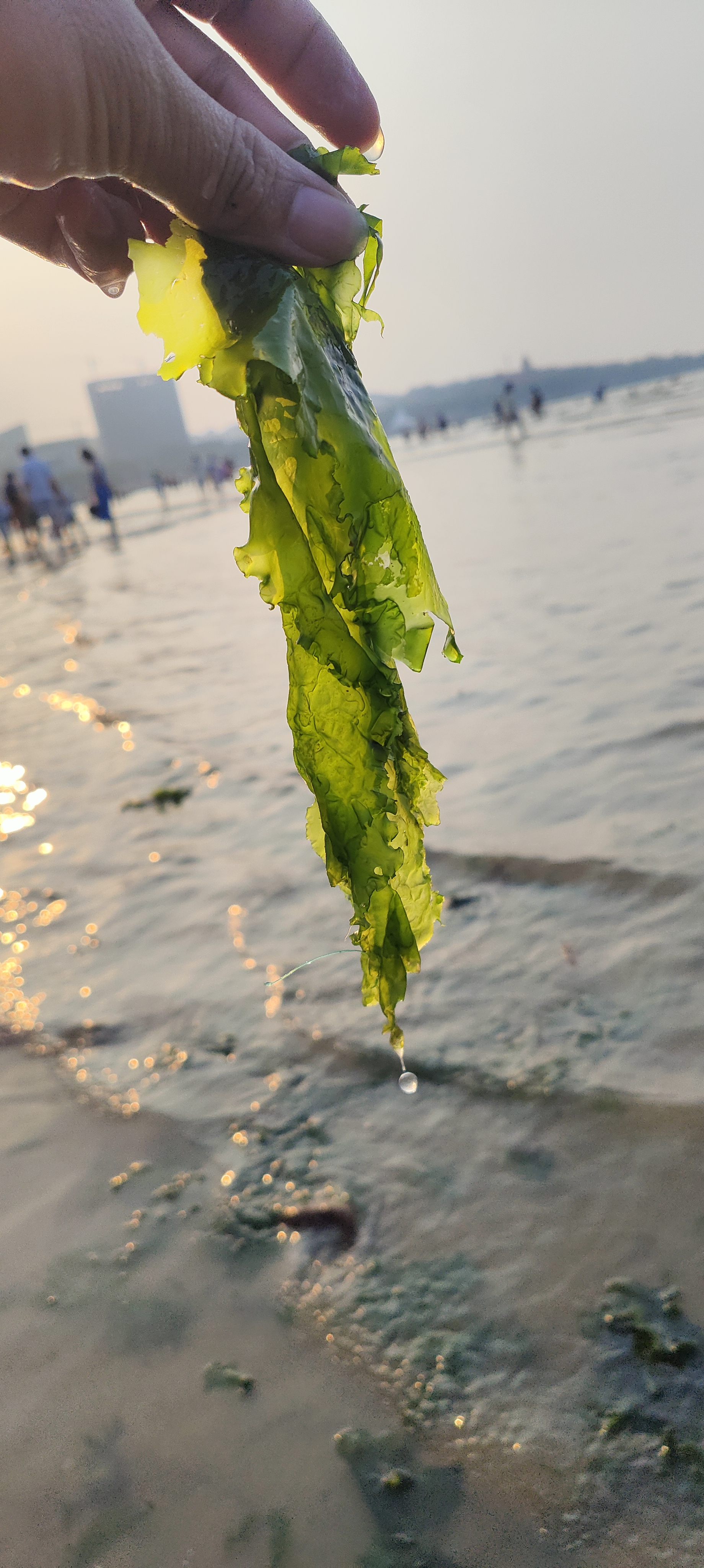 海边的朋友,这个能吃吗? 看到这个很有食欲,像是海带和龙须菜!