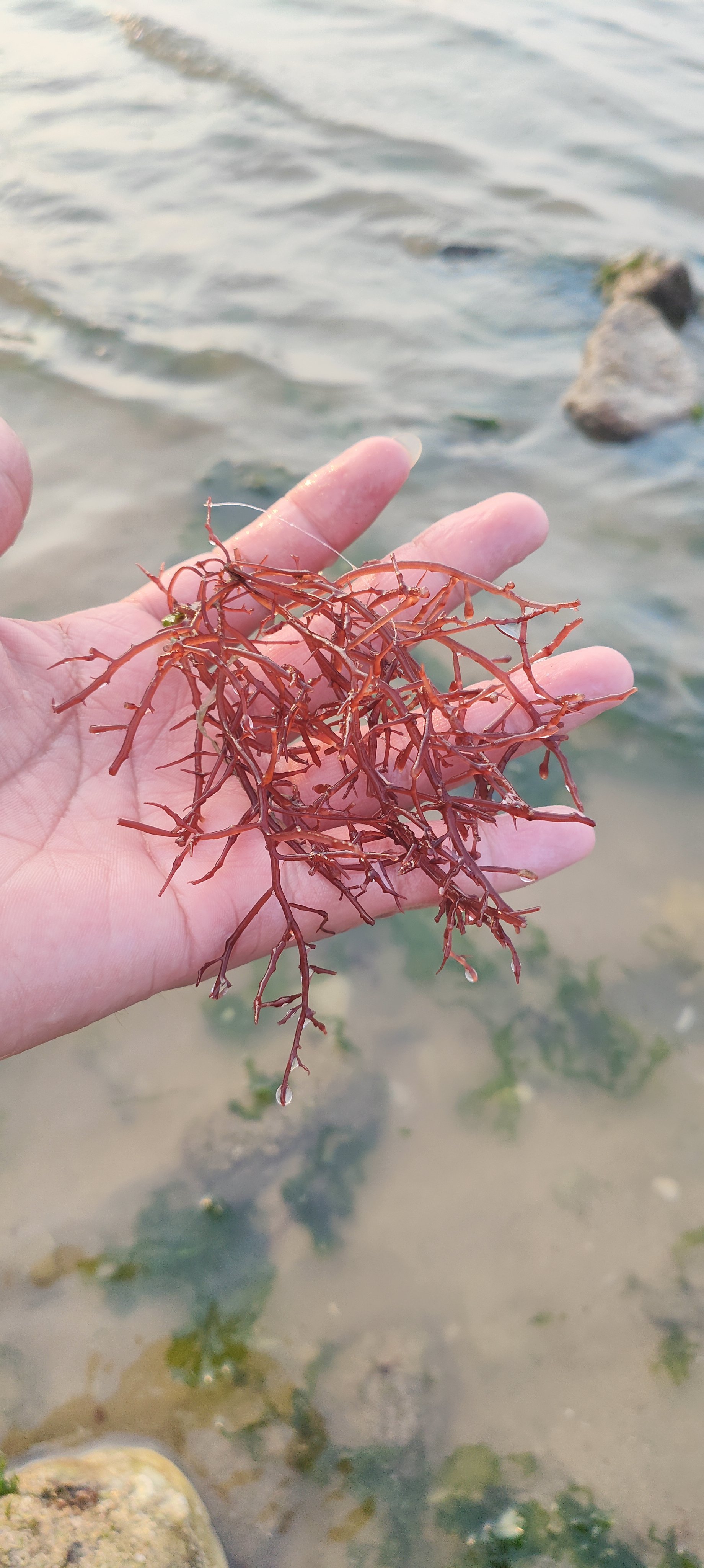 海边的朋友,这个能吃吗? 看到这个很有食欲,像是海带和龙须菜!