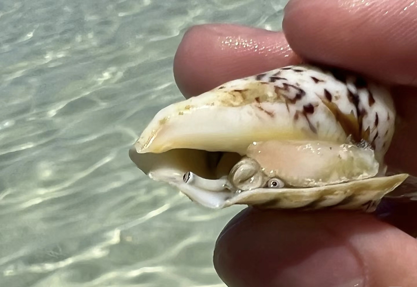 没想到海螺的眼睛是这样的#观赏鱼