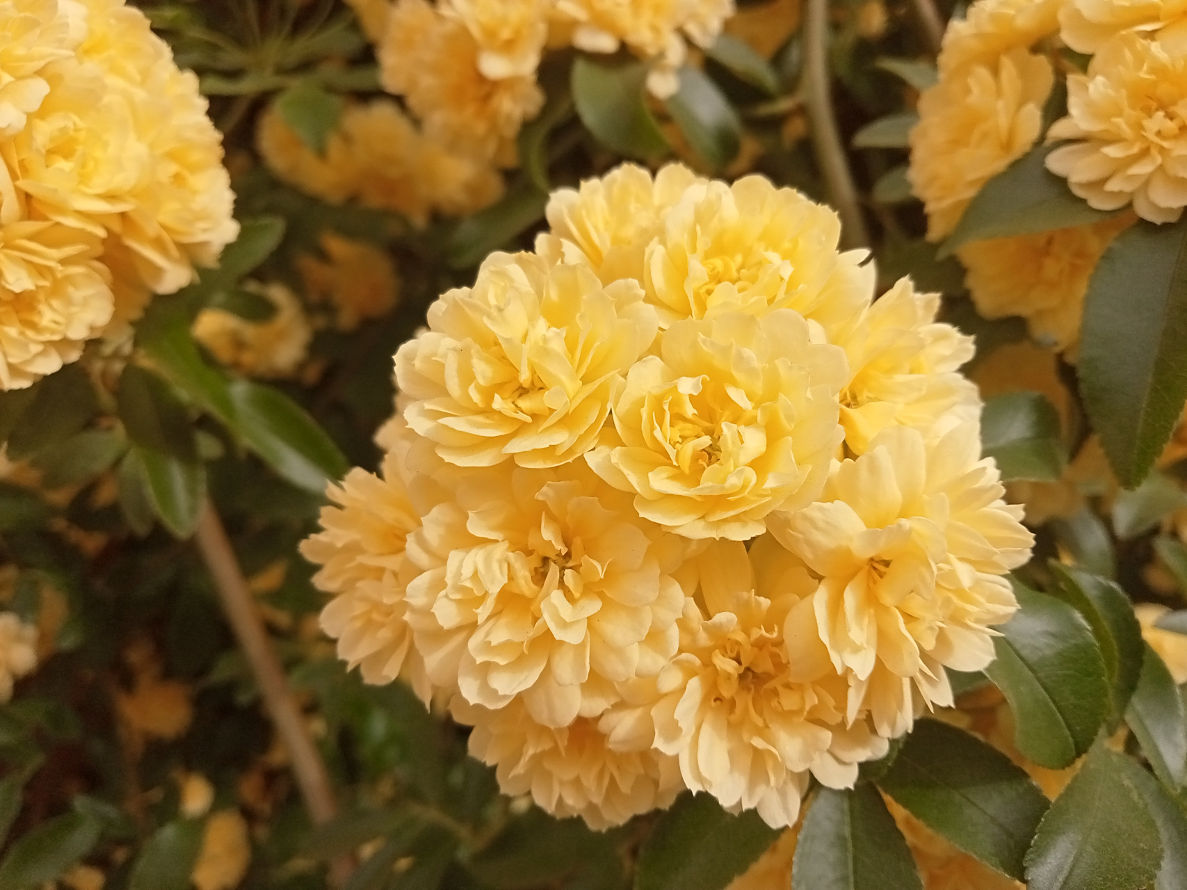 每天认识一种植物#  白蔷薇,品名"白玉堂",是一种观赏类的植物,是