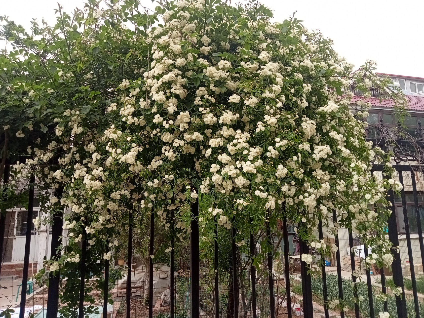 每天认识一种植物#  白蔷薇,品名"白玉堂",是一种观赏类的植物,是