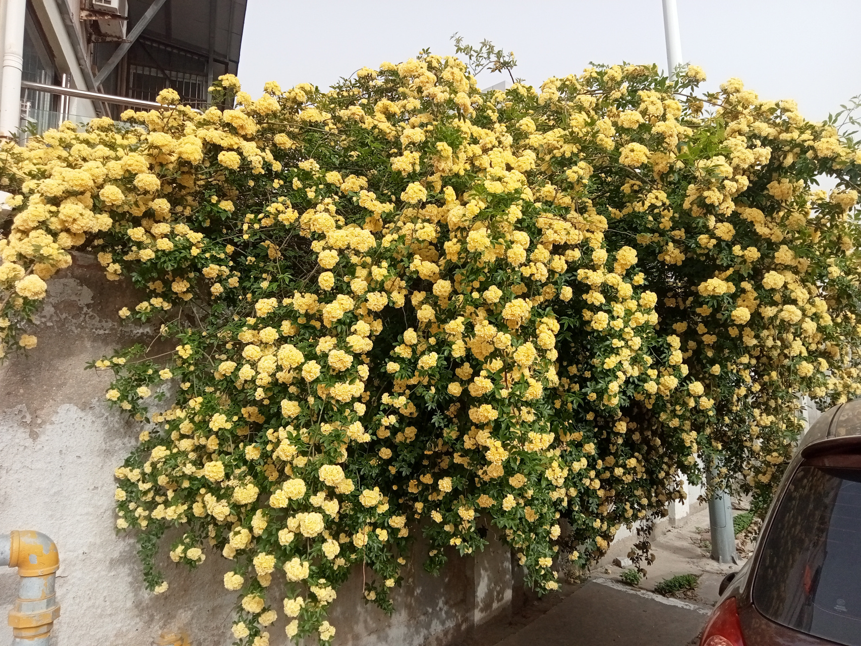 每天认识一种植物#  白蔷薇,品名"白玉堂",是一种观赏类的植物,是