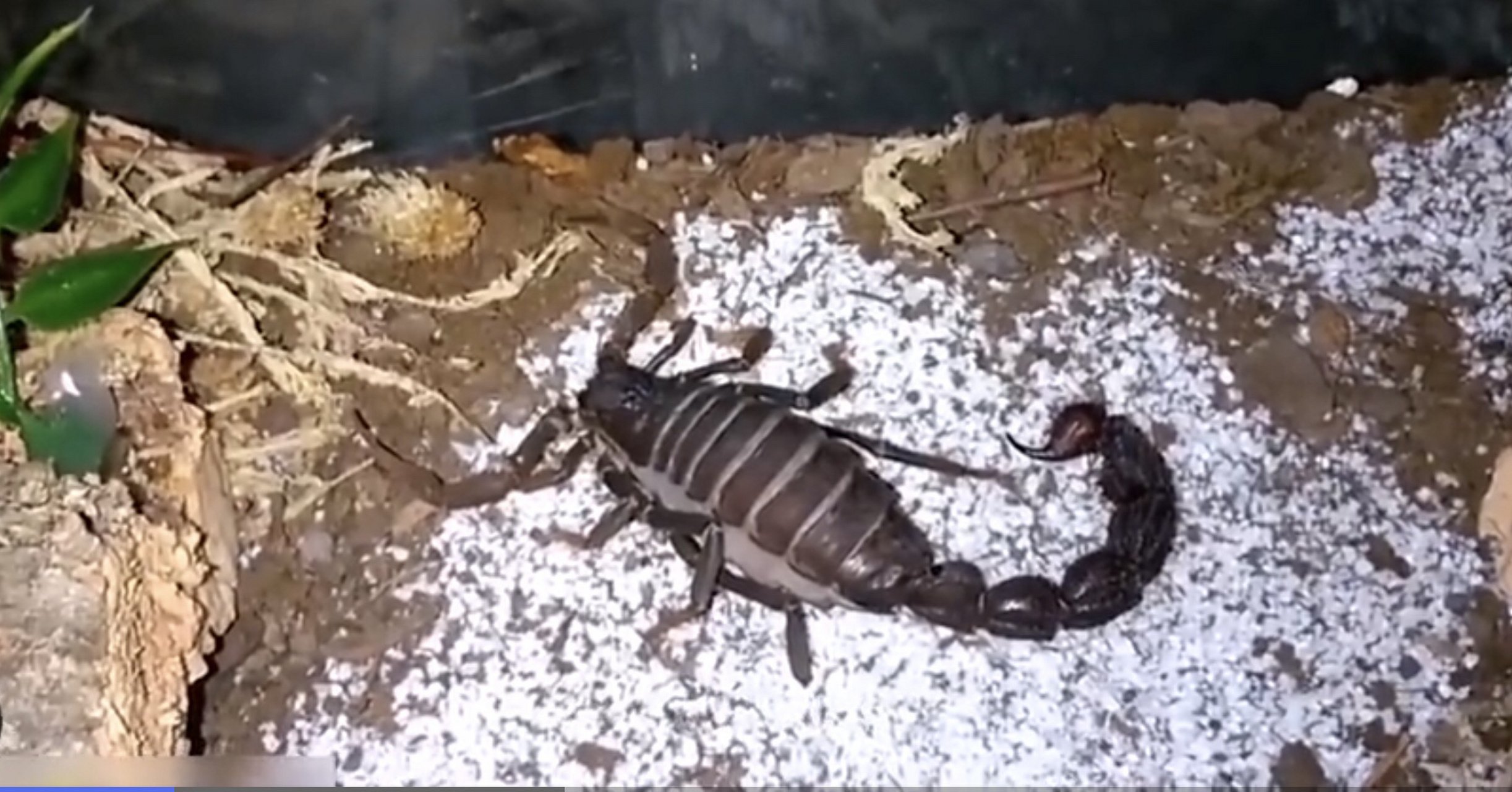 被这个蝎子蜇了一下,不知道怎么手发麻,头晕恶心,直发困,喝了二两酒