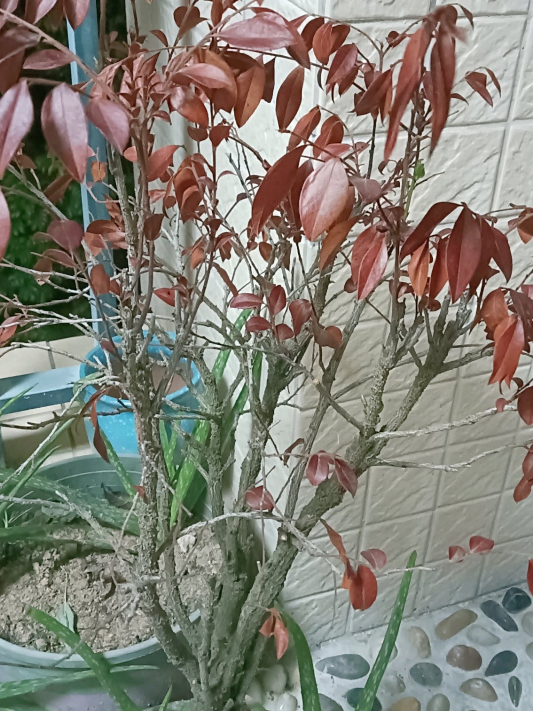 这黑骨茶叶子都是红的,是怎么回事?大神求解![挠头]