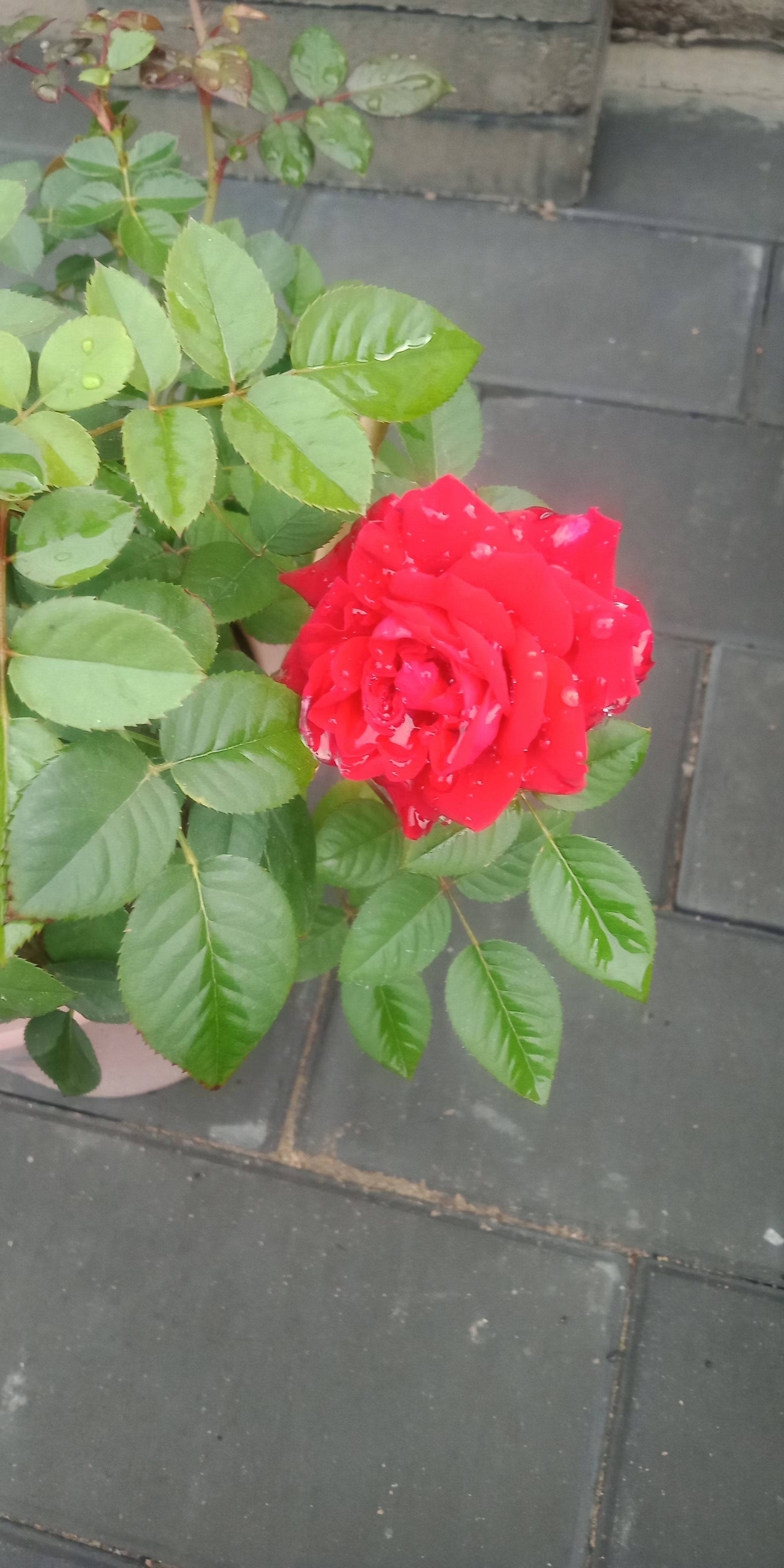 没人心疼的玫瑰 67独自承受着雨打风吹 67小小的蓓蕾 67却绽放