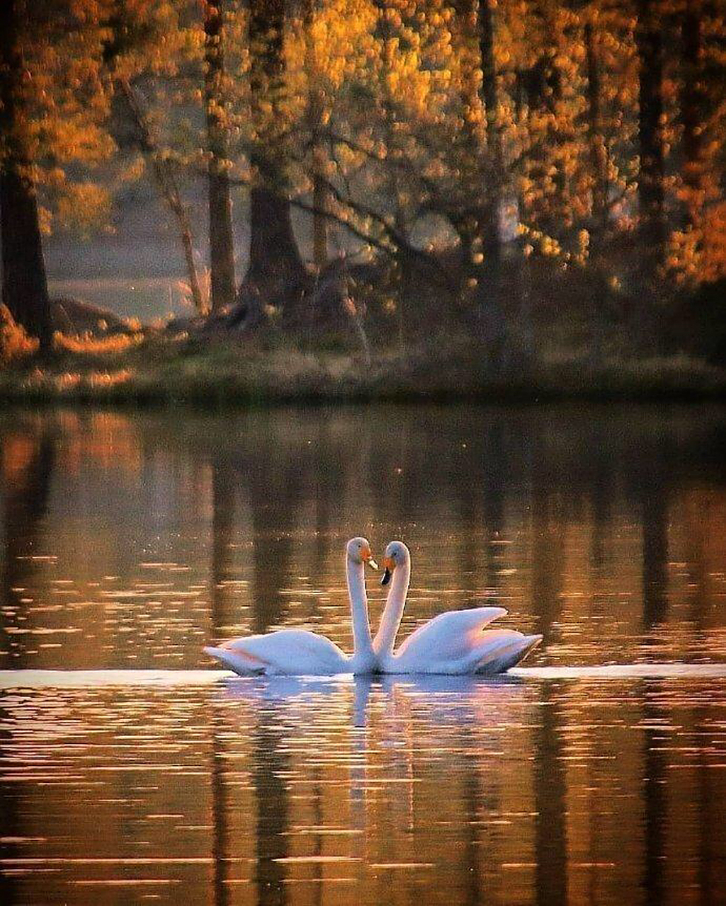 【经典咏流传】圣-桑斯的大提琴独奏曲《天鹅》,作于1886年,为所作