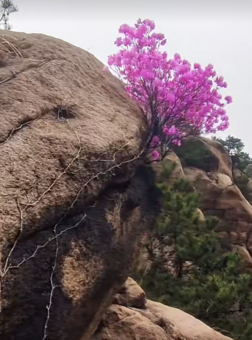 在陡峭的悬崖之上,一朵朵小花迎风绽放,它纤细的根须紧紧抓住岩石的