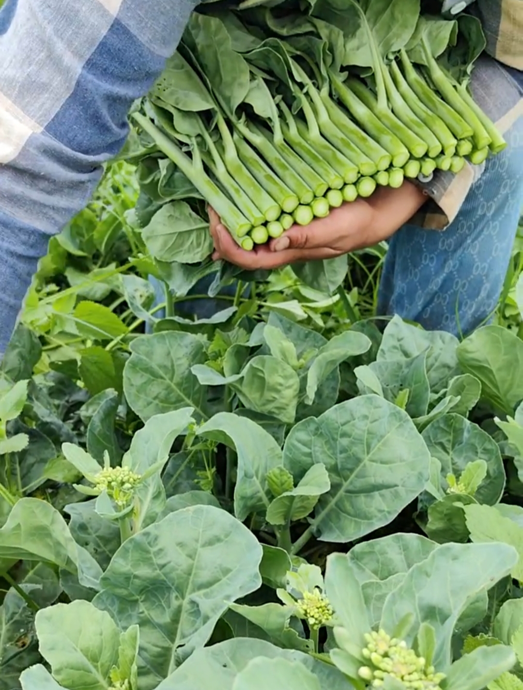 生活就是要这样,简单又健康,每一口都是对自己的爱.