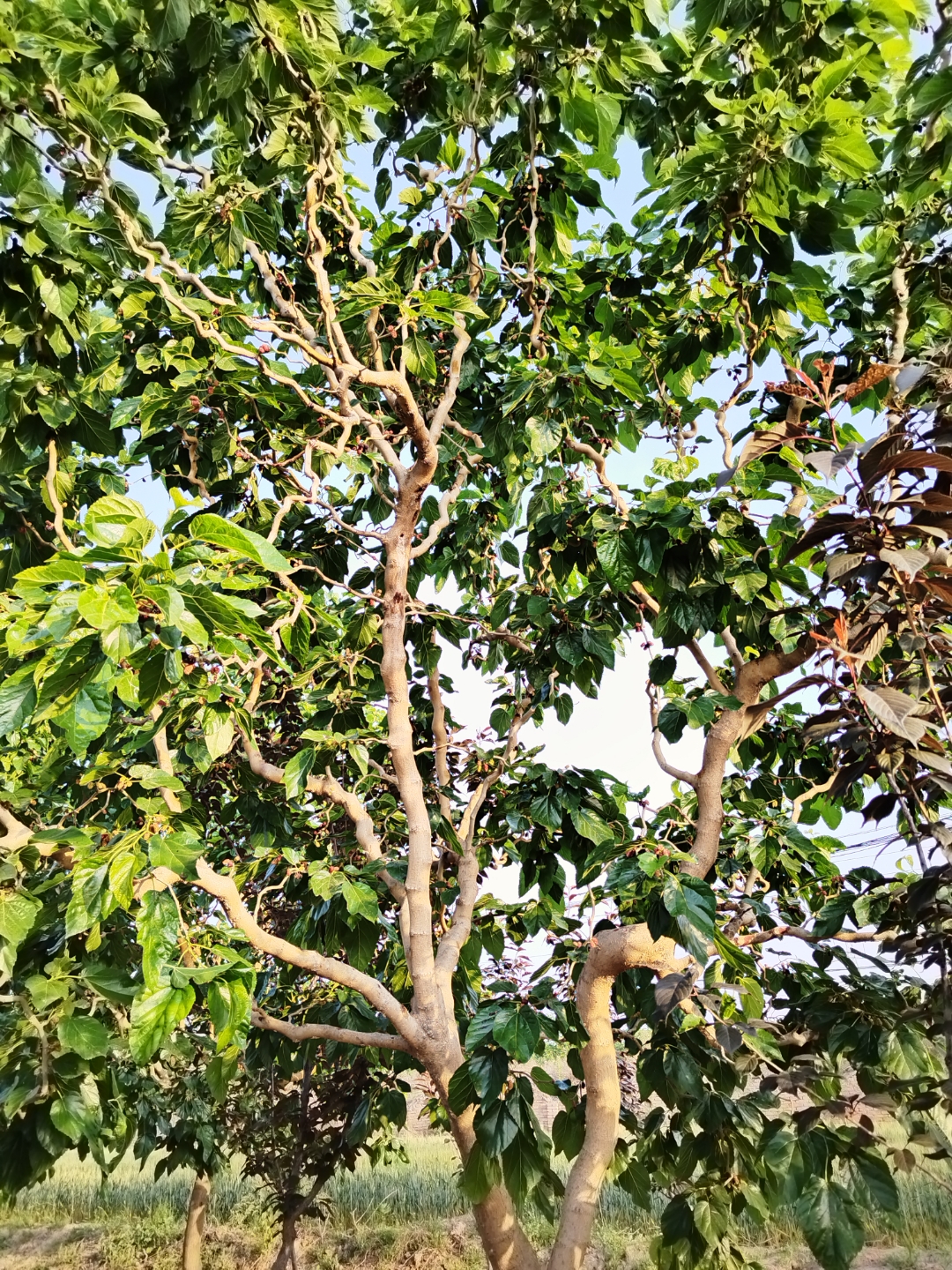 五月的龙桑树枝繁叶茂,果实累累,其枝条优美,婉若游龙