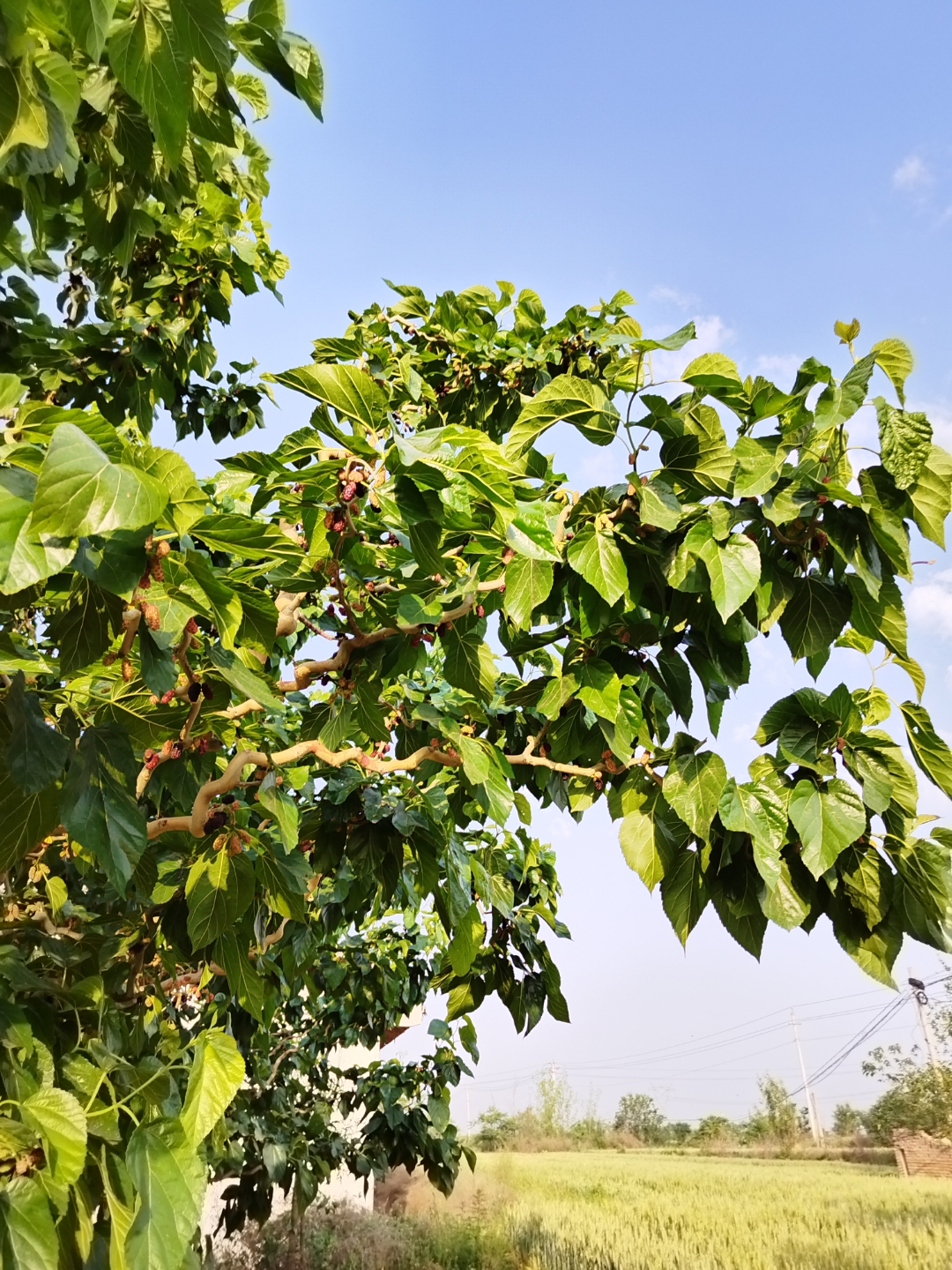 五月的龙桑树枝繁叶茂,果实累累,其枝条优美,婉若游龙