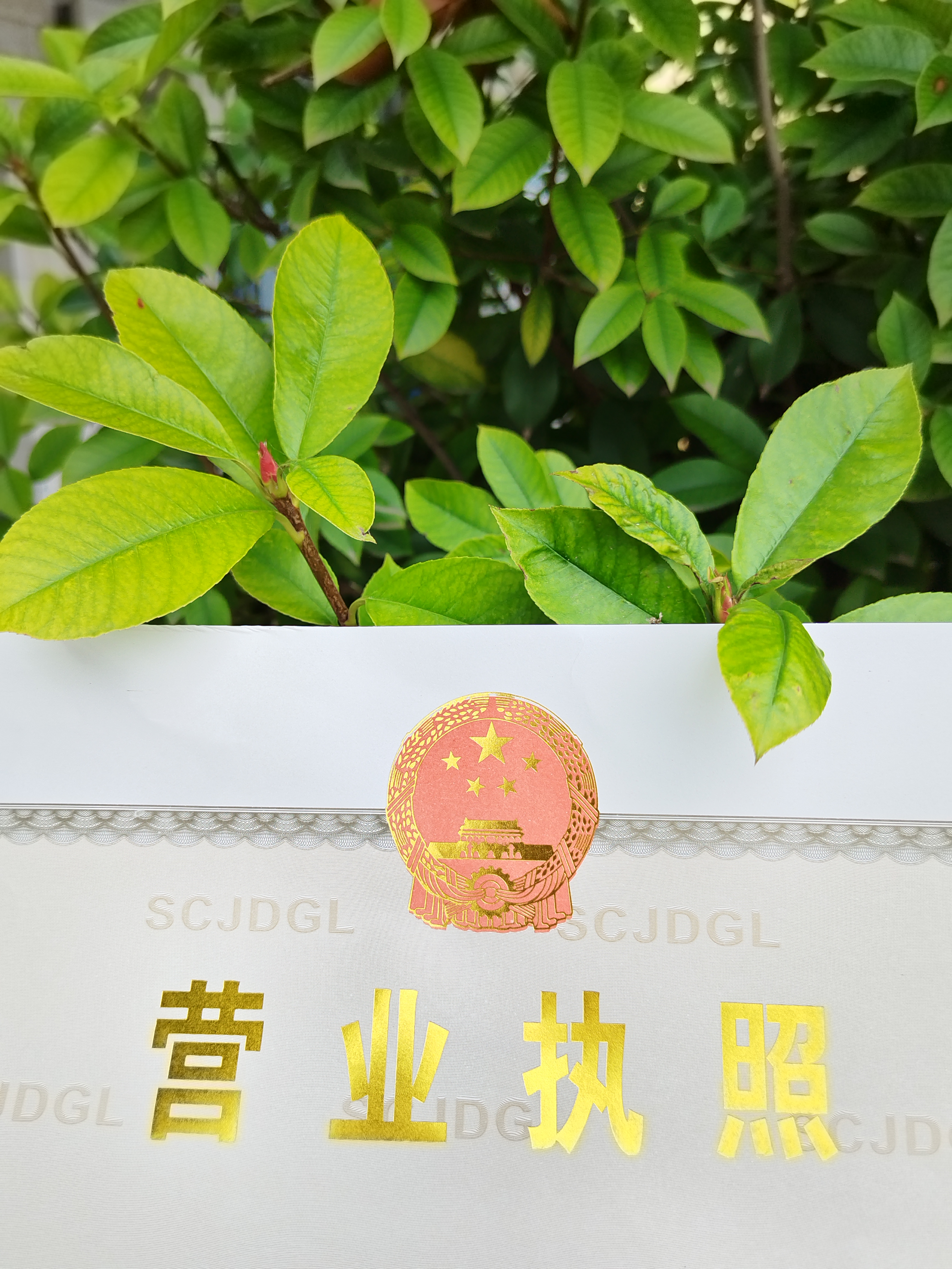 抖音最火的音文_抖音音文歌曲最火句子_文哲抖音