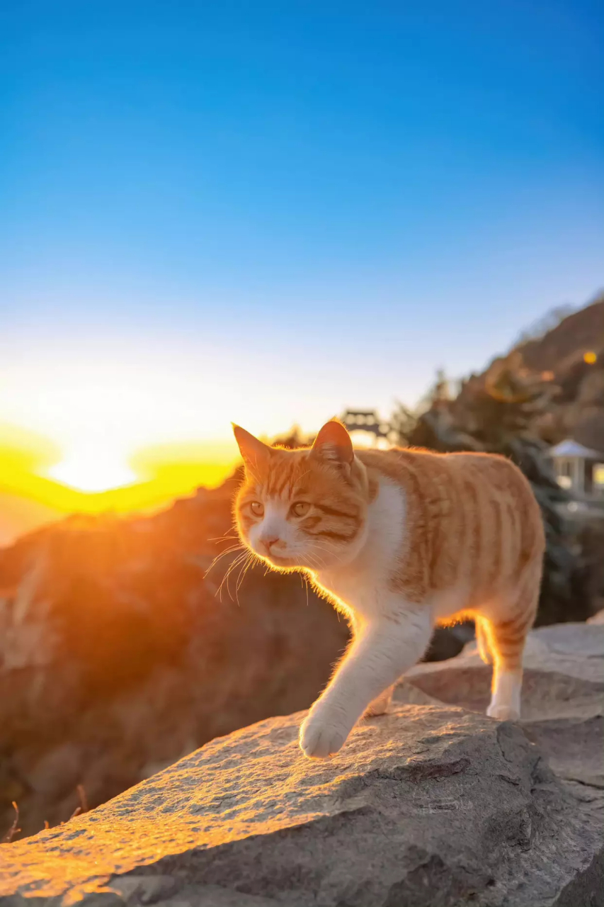 如果要用"终于"造个句,我想说:"张端端,我们终于看到光了!