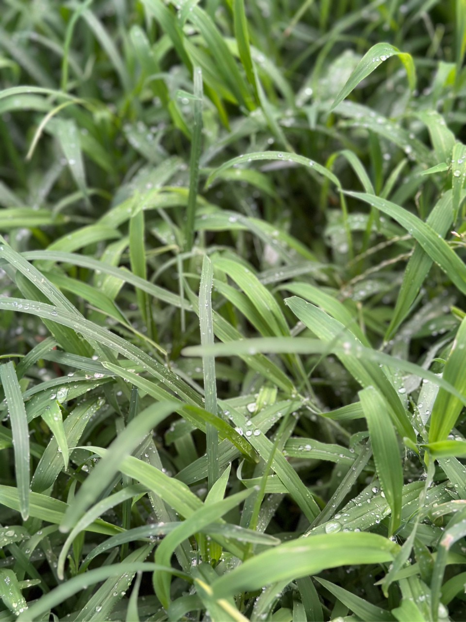 下雨时的草地