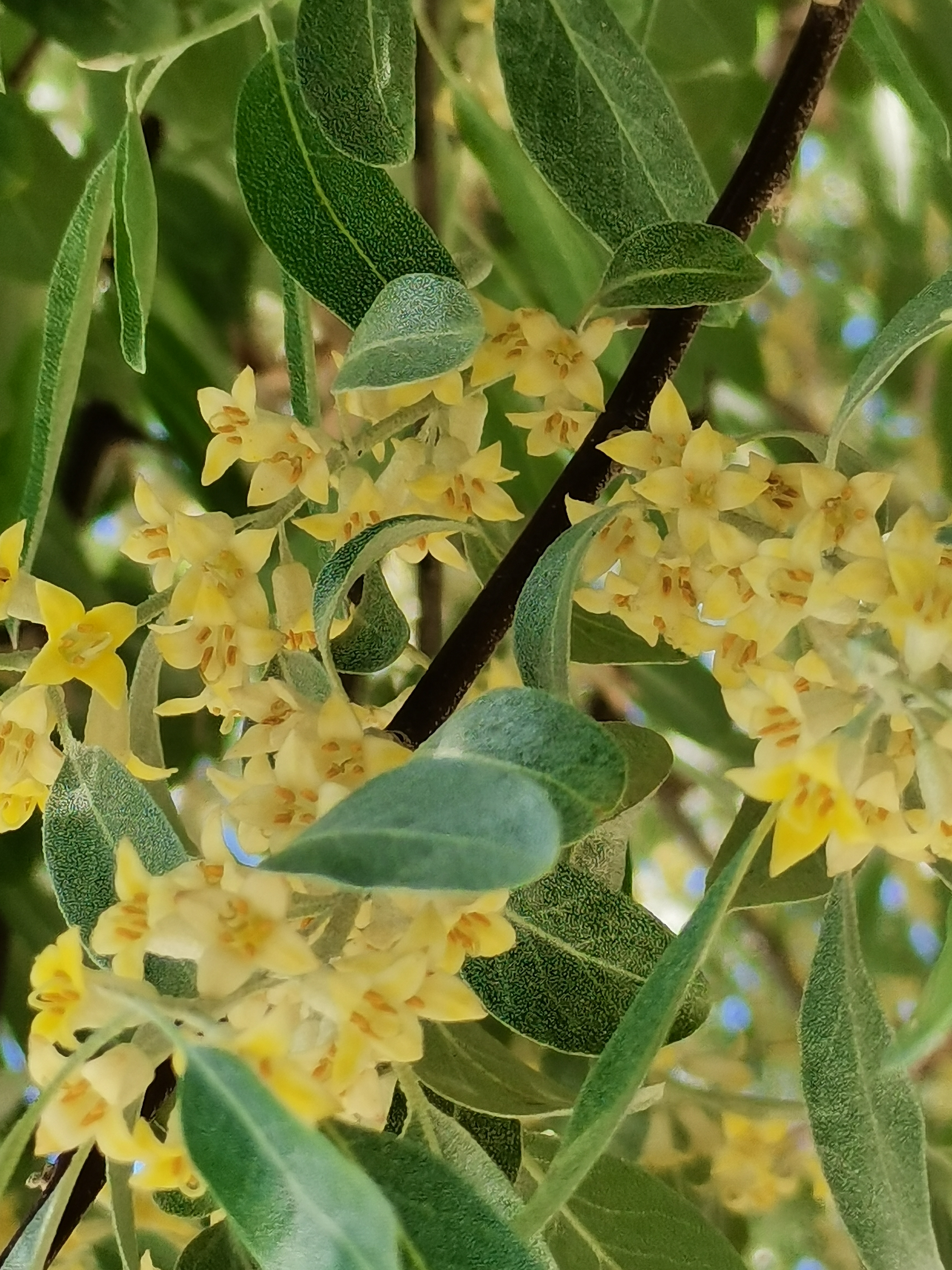 沙枣树沙枣花简谱图片