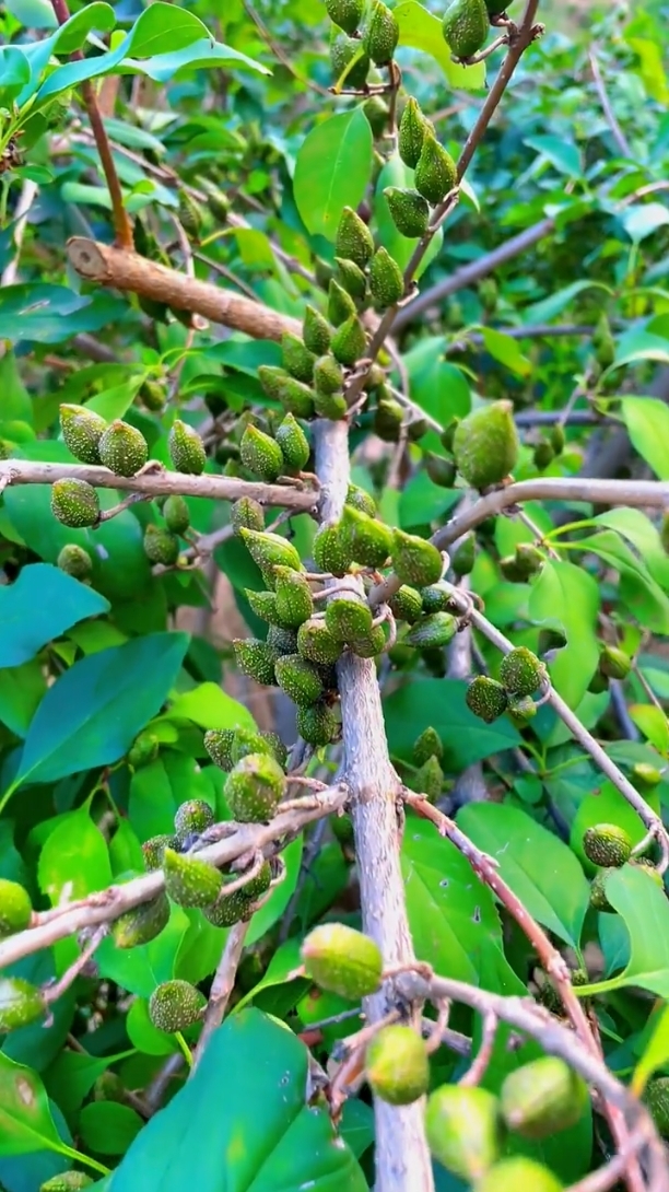 莲翘种植方法简单,连翘是多年生落叶灌木,生长于河北,山西,陕西,河南