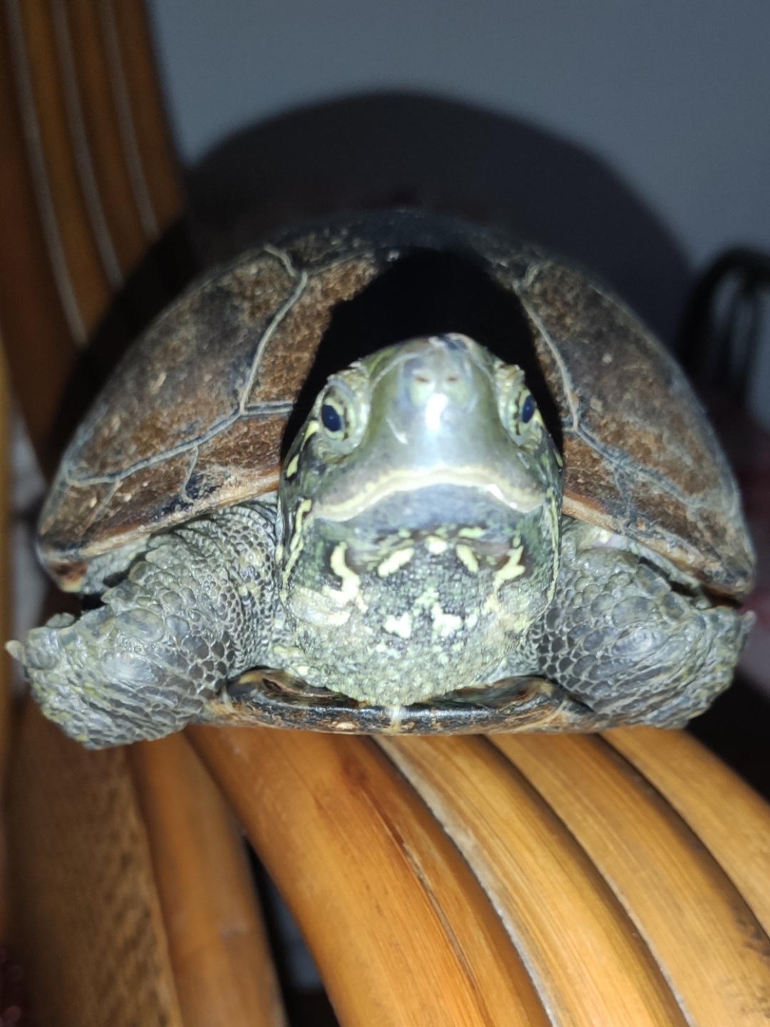 乌龟的眼晴  结膜:一层薄而透明的黏膜,将眼睑与眼球紧密结合.