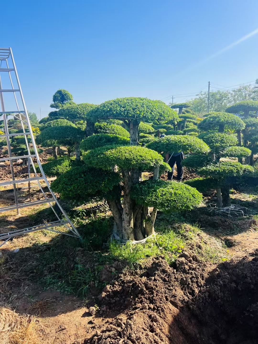 其特点是主干与侧枝呈直角对接,形成层次分明的几何结构