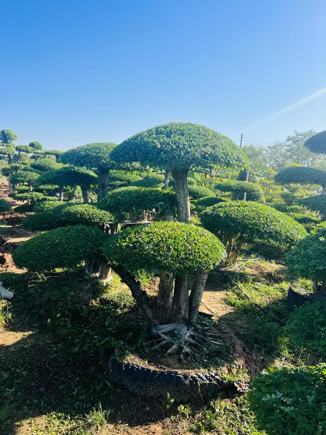 其特点是主干与侧枝呈直角对接,形成层次分明的几何结构