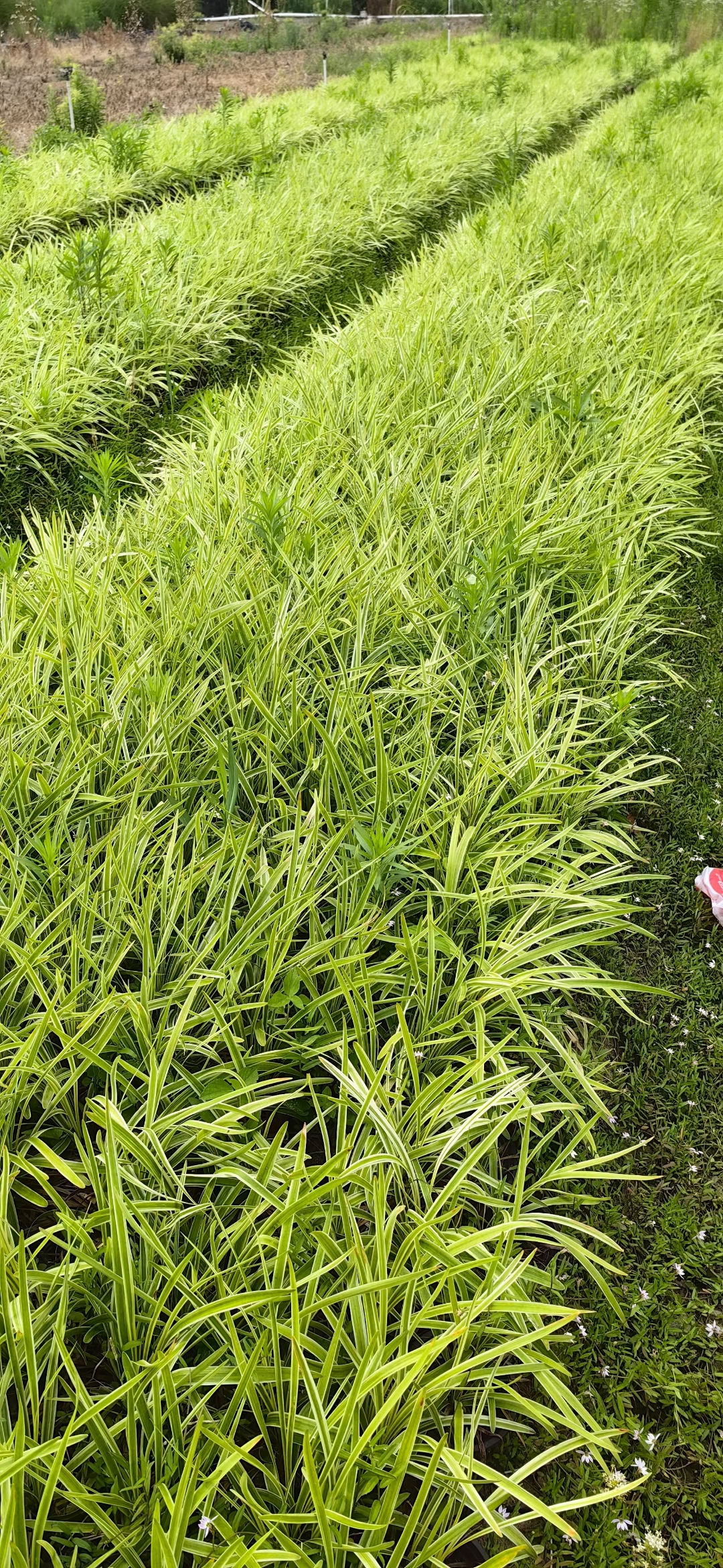 金边麦冬,绿意盎然,春意浓浓,我在花园等你来.