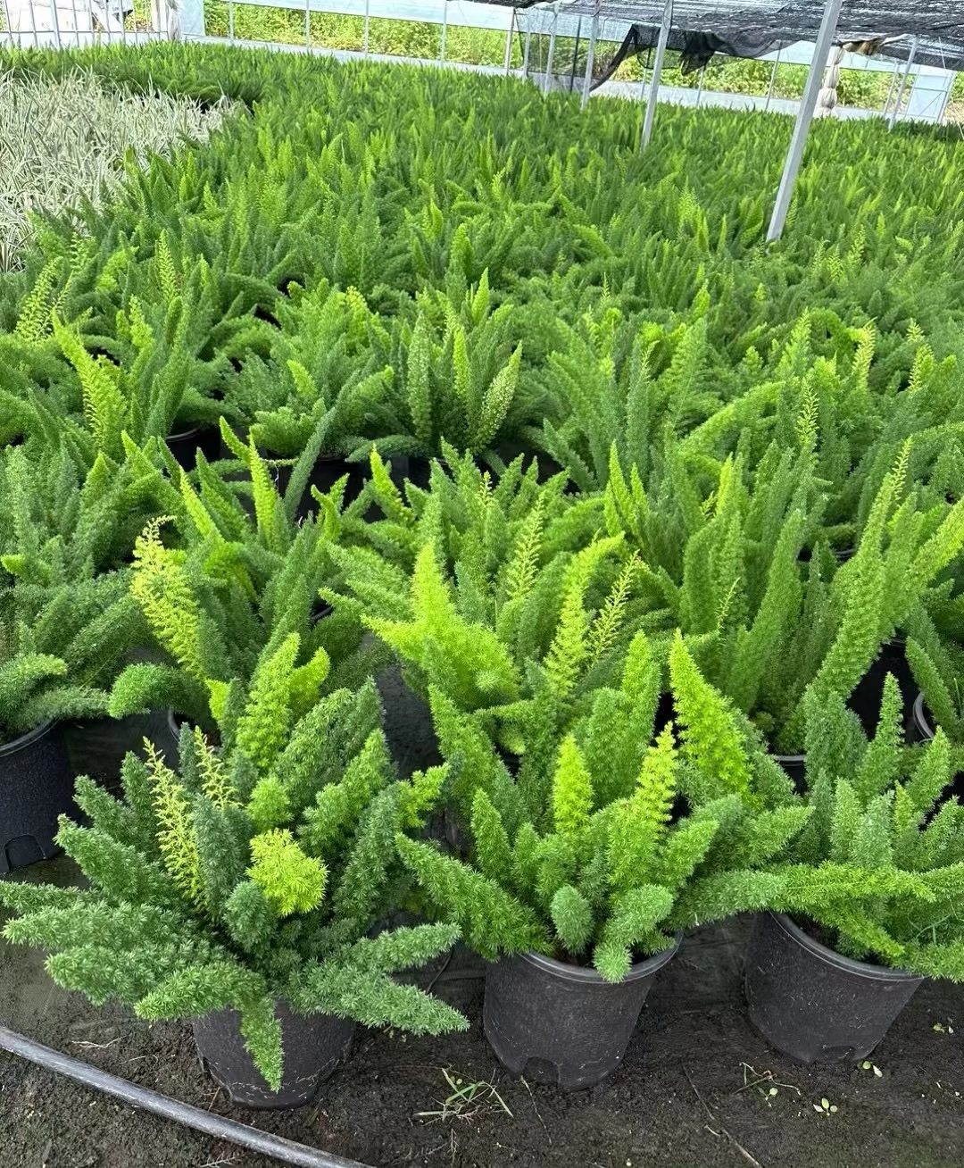 狐尾天门冬是一种观赏性植物,因其细长蓬松的枝条形似狐狸尾巴而得名