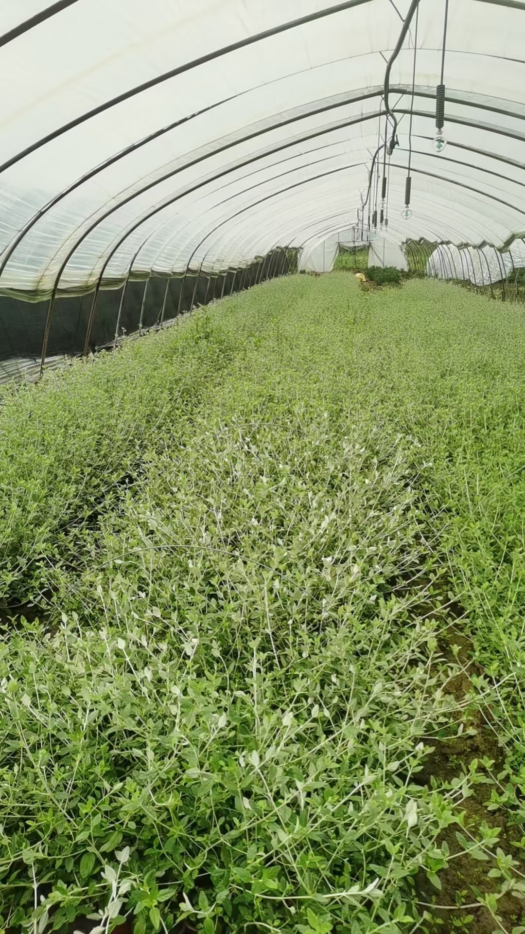 水果兰苗木基地实拍图片 水果兰又叫水果篮,以其独特的叶片展现出独特