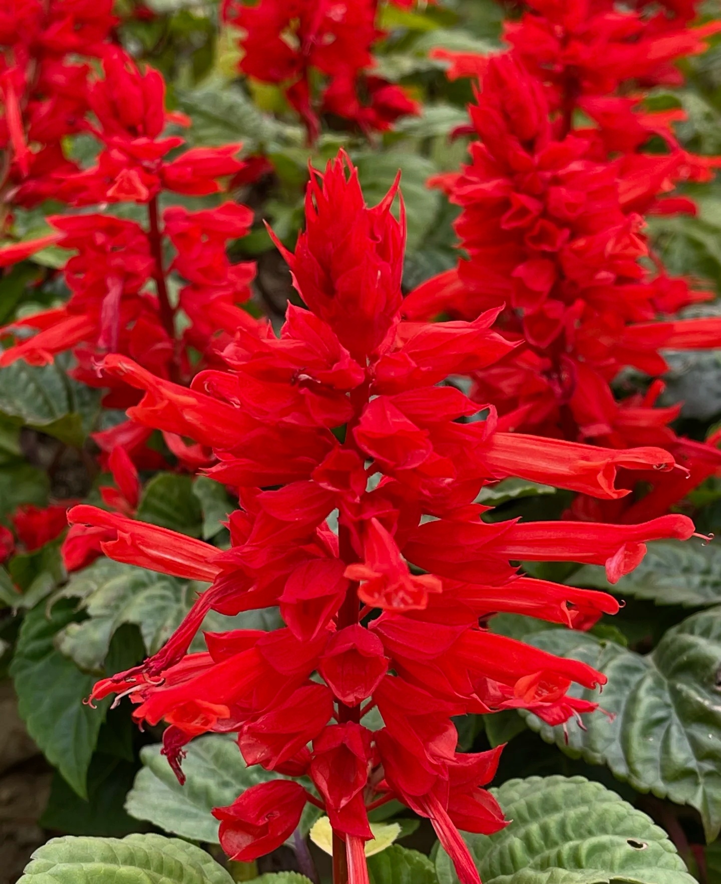 其花瓣鲜红色,花冠唇形,上唇短小直立,下唇三裂舒展