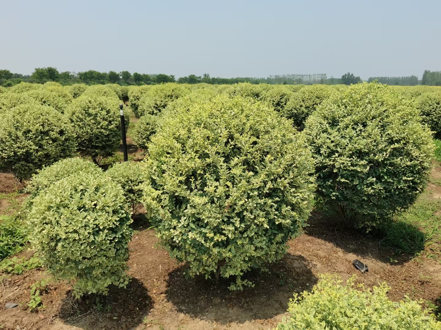 银姬小蜡球状态不错,银姬小蜡球耐寒耐旱,四季常绿!