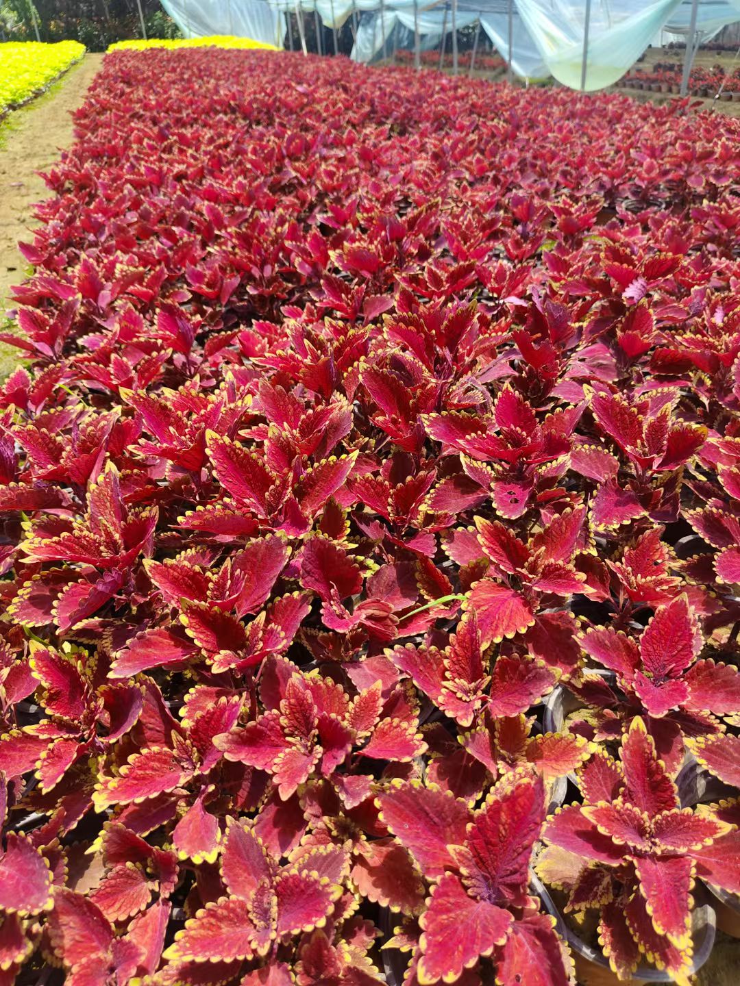 彩叶草是一种观赏性极强的植物,以其鲜艳多变的叶片颜色著称