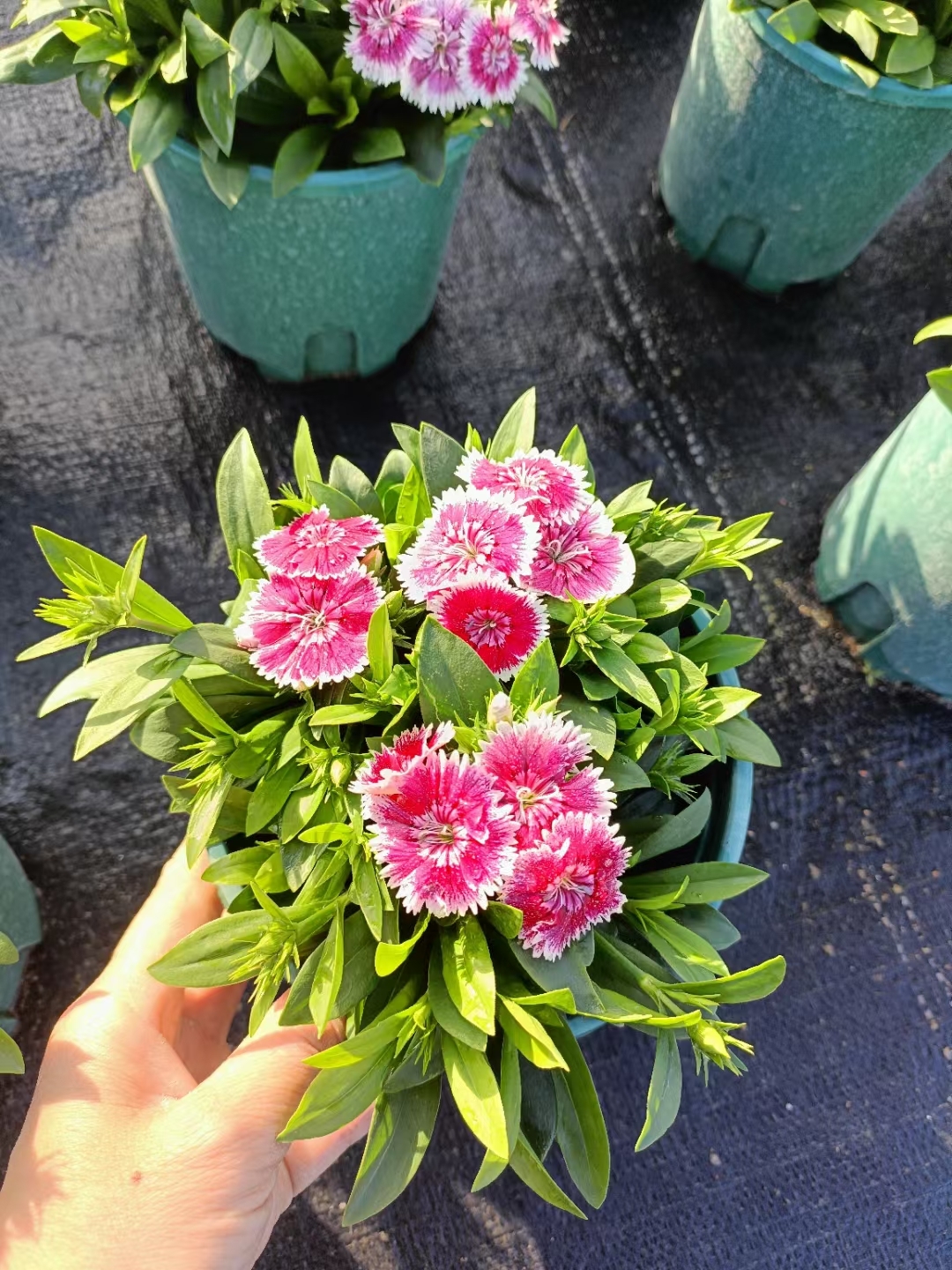 五彩石竹或十样锦,是石竹科石竹属的一种多年生草本植物