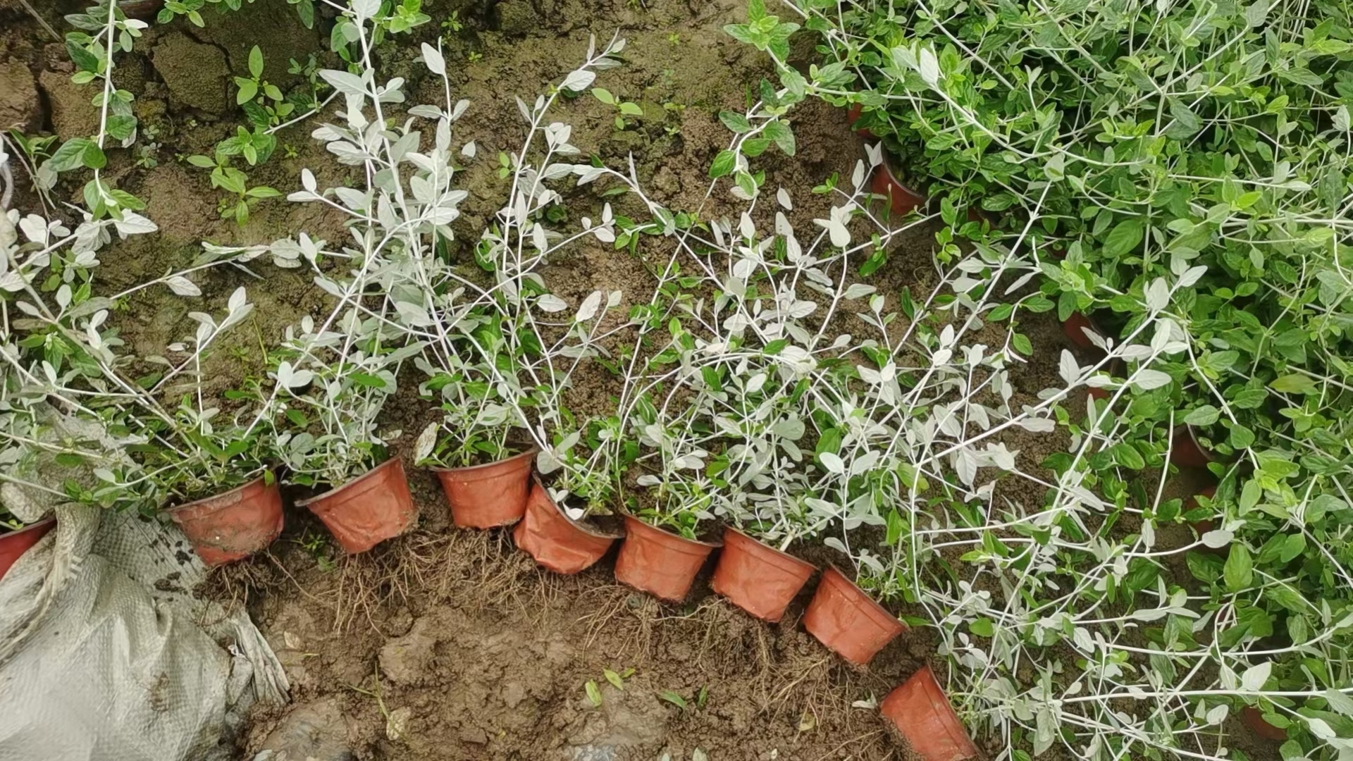 水果兰苗木基地实拍图片 水果兰又叫水果篮,以其独特的叶片展现出独特