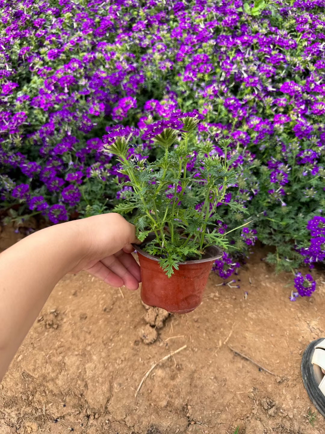 美女樱是一种观赏价值高,适应性强的多年生草本植物,适合在光照充足