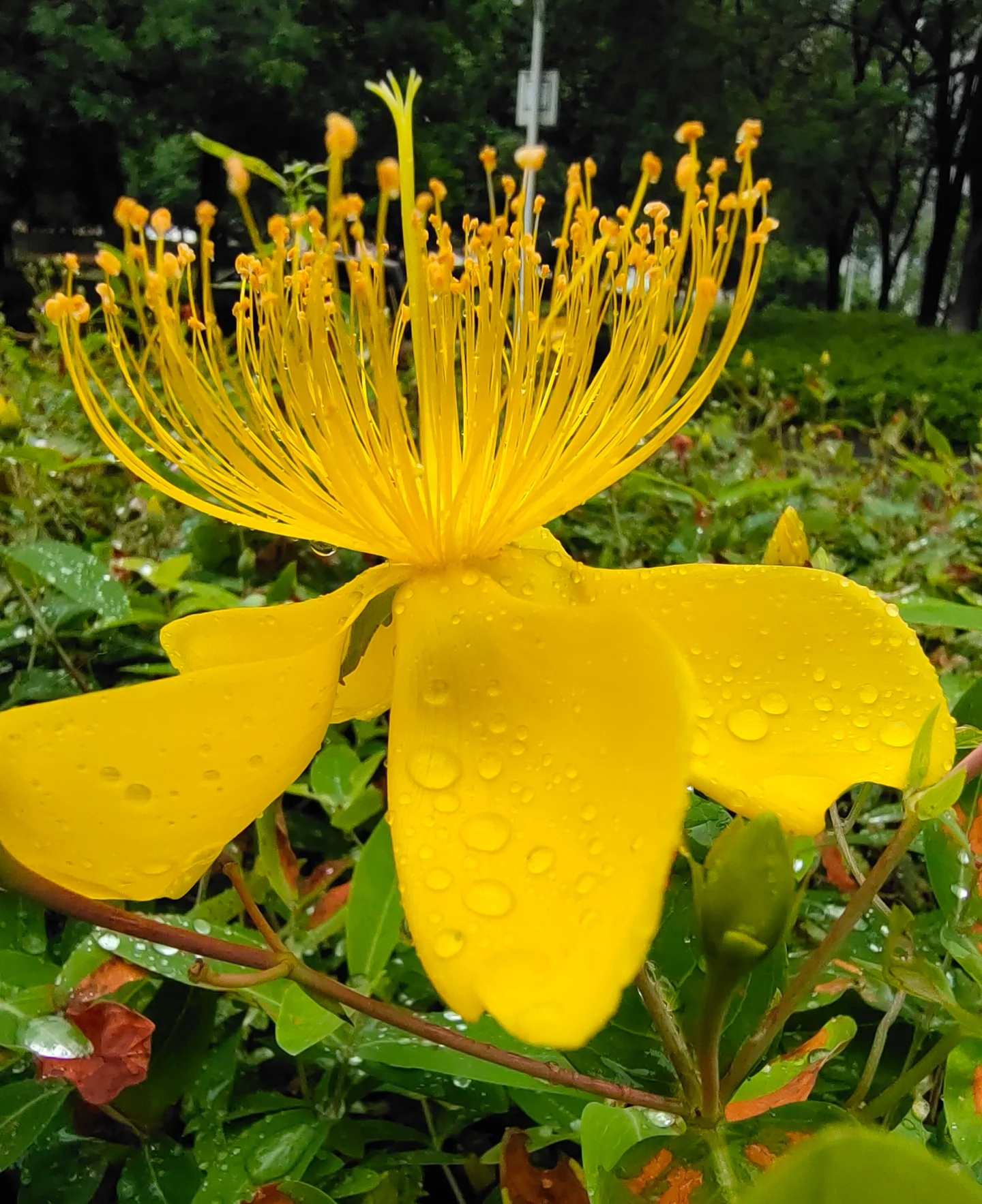 近丝桃花顶生,单生或成聚伞花序,花瓣金黄或橙黄色,三角状倒卵形,长1