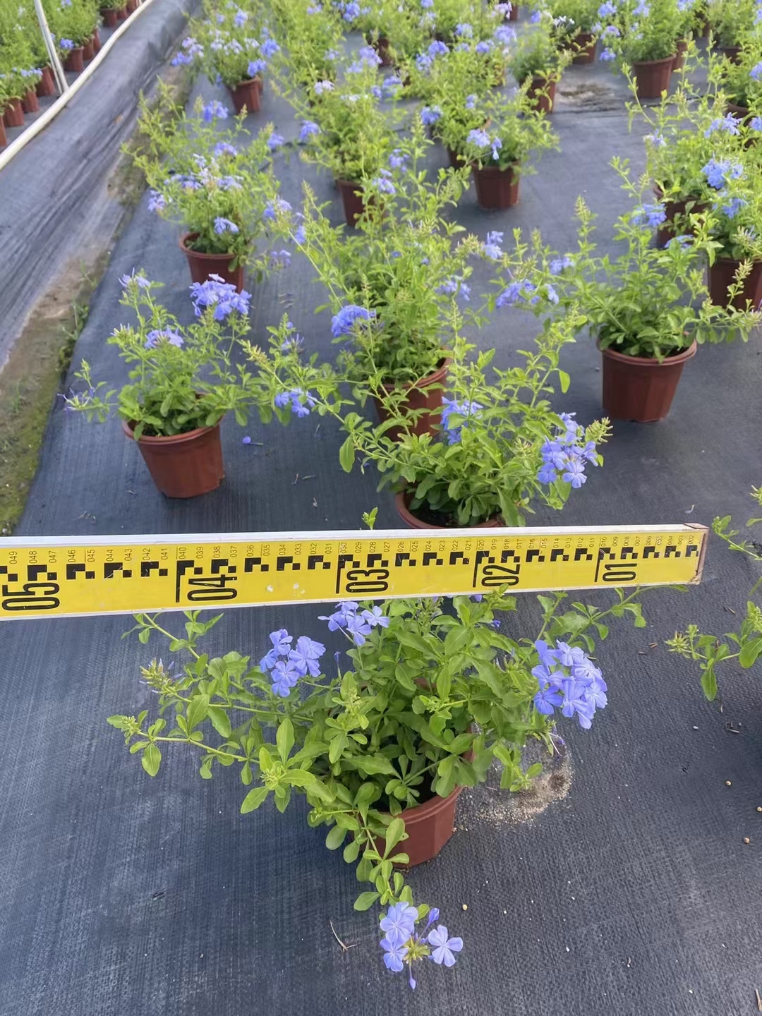 蓝雪花,又称蓝花丹,蓝茉莉,是一种非常受欢迎的夏季花卉,属于白花丹科