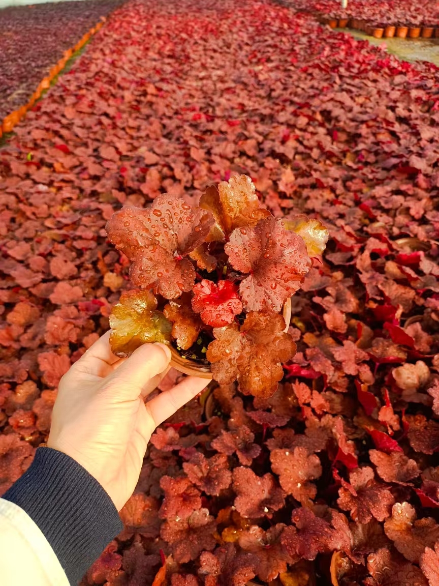 矾根不仅美化环 珊瑚叶藤茎是红色的植物图片珊瑚藤
