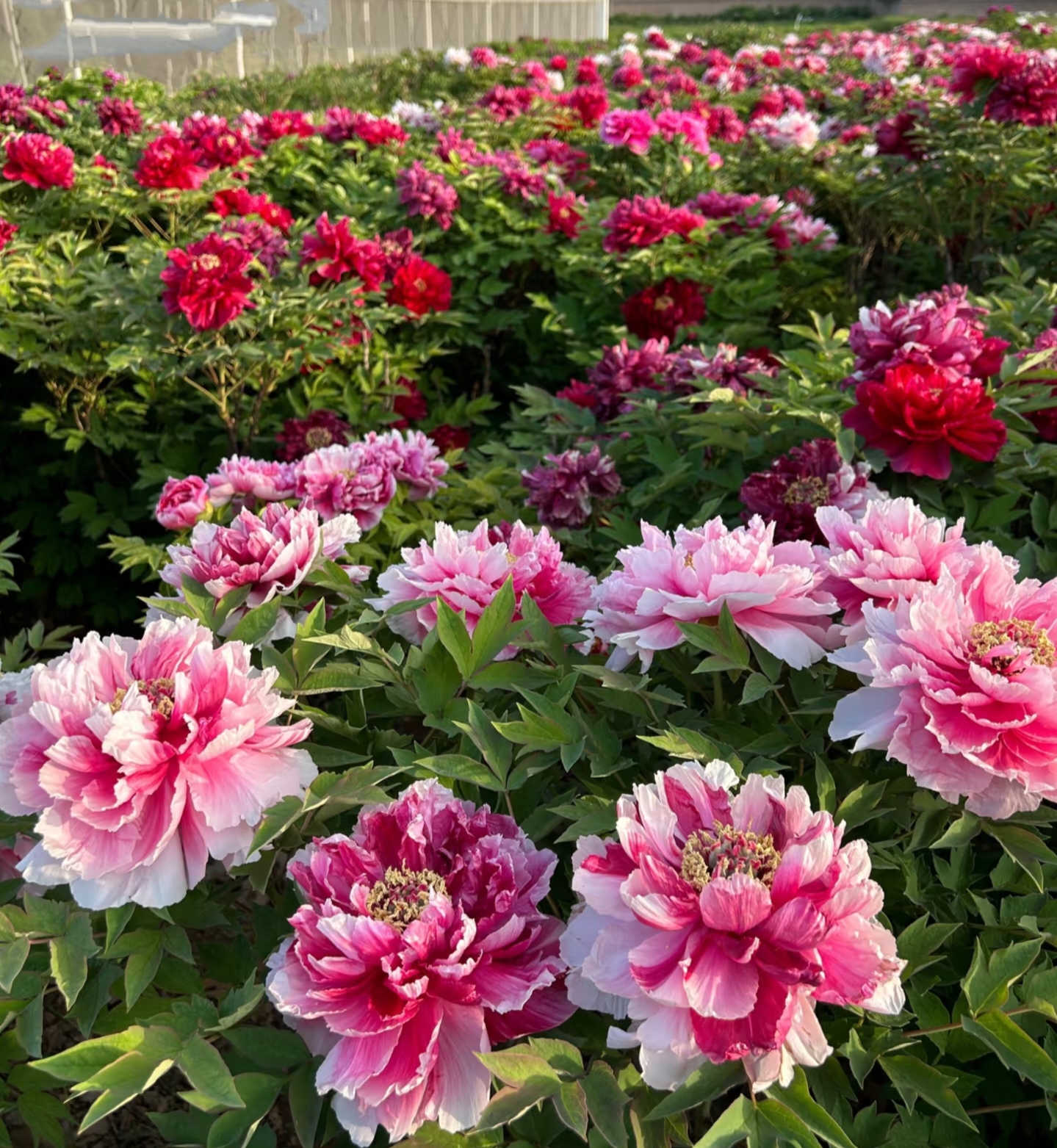 牡丹花开,国色天香