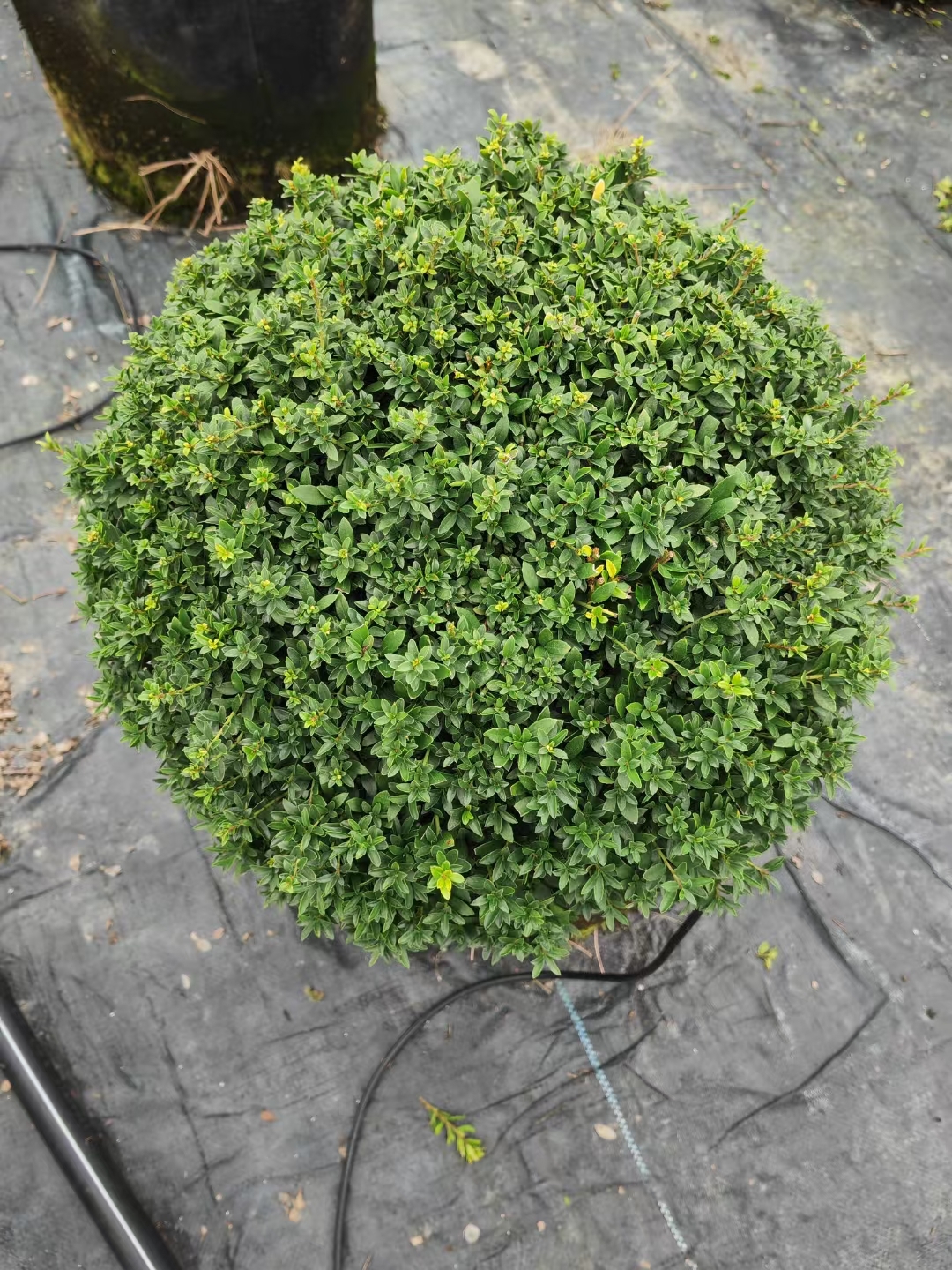 齿叶冬青球是一种常绿灌木,株型紧凑呈球状,枝叶密集