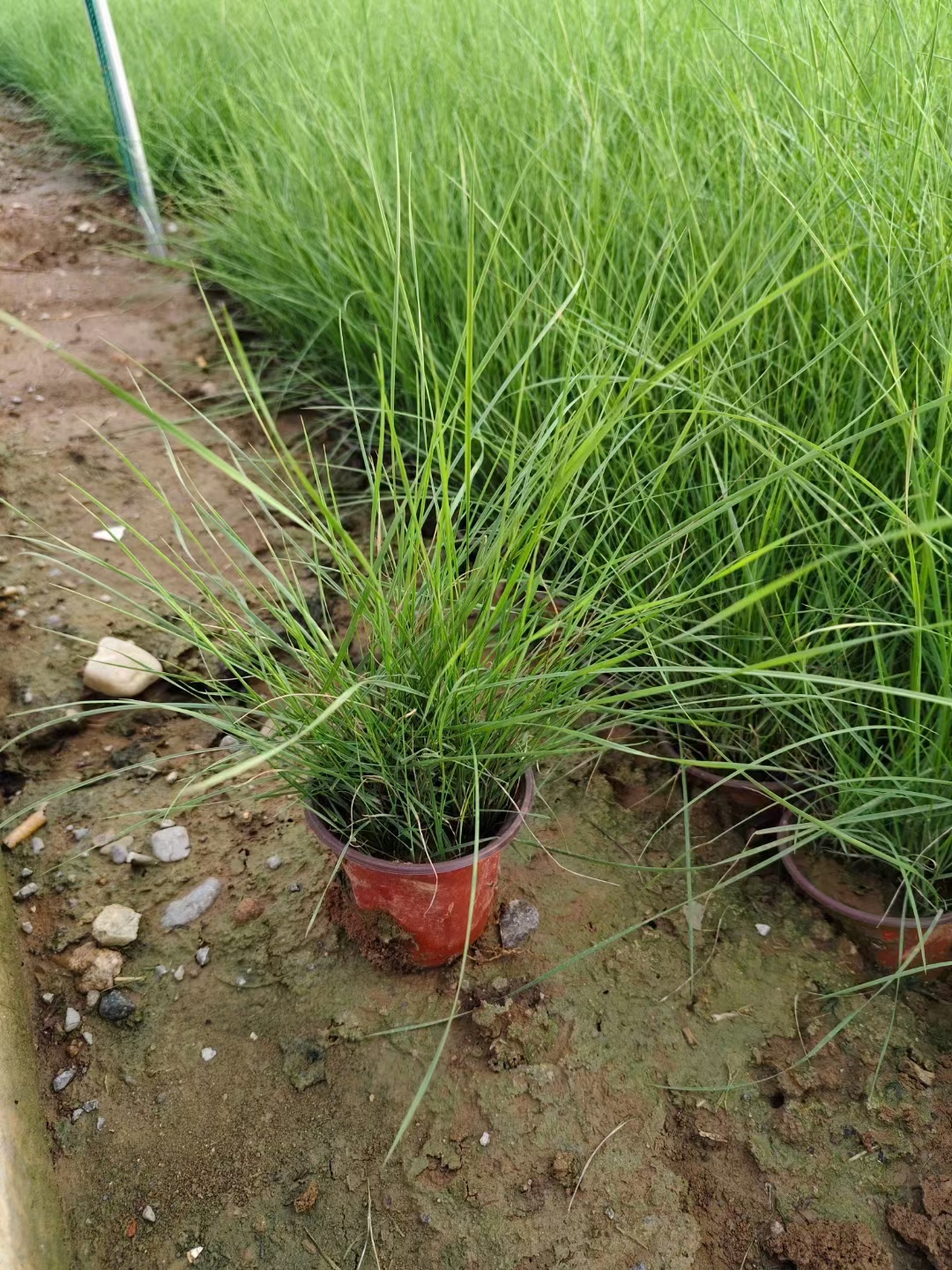 粉黛乱子草适合大片种植能够形成粉色云雾海洋的壮观景色从9月份