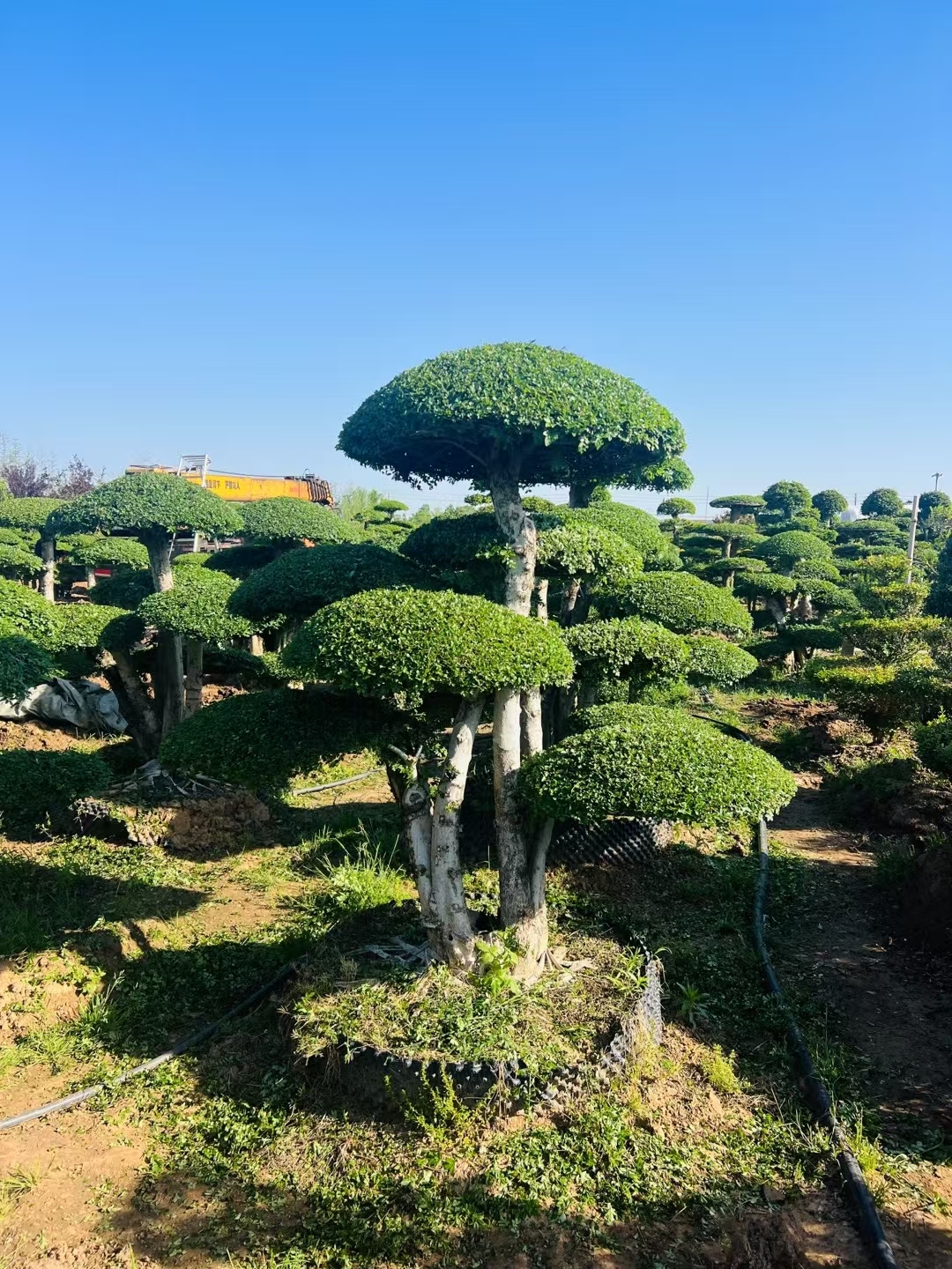 其特点是主干与侧枝呈直角对接,形成层次分明的几何结构