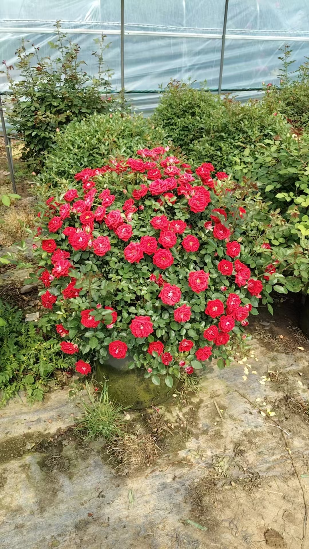 月季花球是由多个月季花朵密集簇生形成的球形花簇,观赏性极强