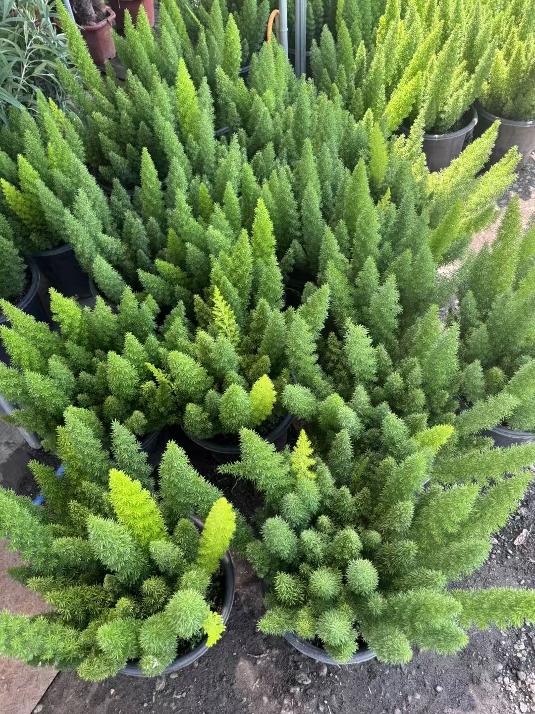 狐尾天门冬是一种观赏性植物,因其细长蓬松的枝条形似狐狸尾巴而得名