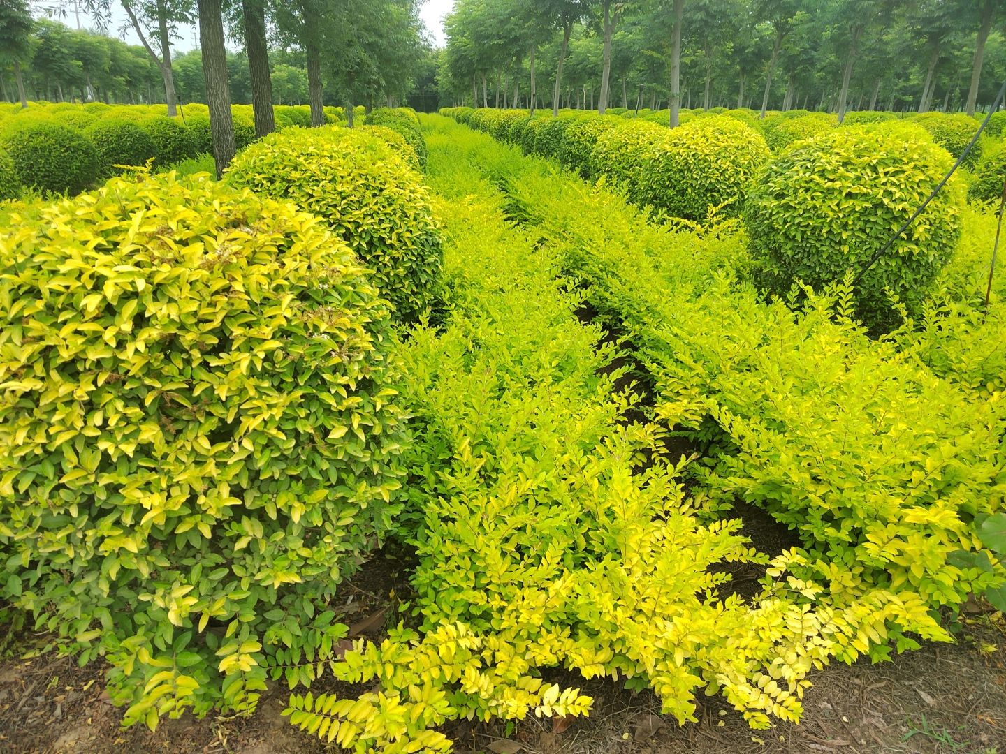 精品金叶女贞球是园林绿化的优选灌木,其特点鲜明:叶片金黄亮丽,四季