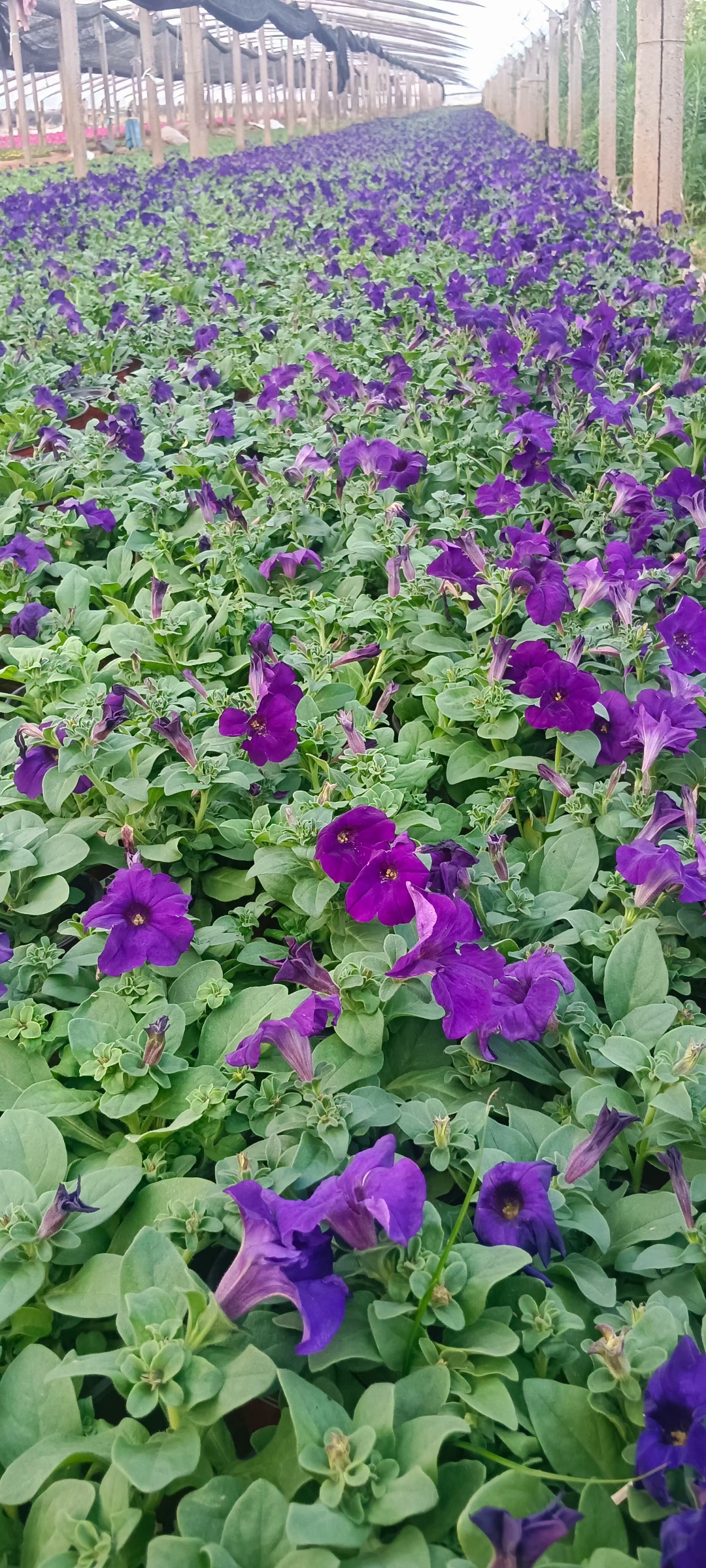 它常被用于花坛,花境,草坪等景观布置,为城市绿化增添色彩.