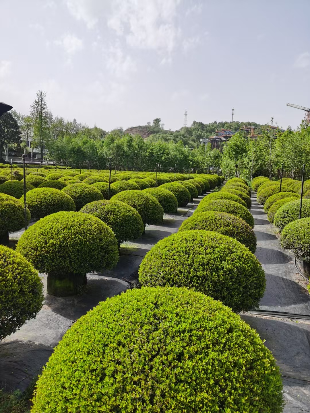 植株通过修剪可塑造成圆球状,整齐美观,常用于庭院绿化和景观装饰