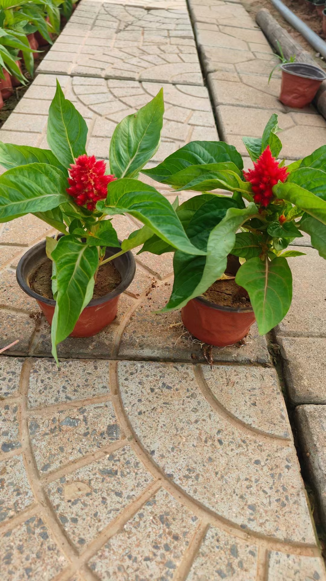 鸡冠花绿叶一支笔苗圃实拍图片  鸡冠花绿叶一支笔以其独特的花形和